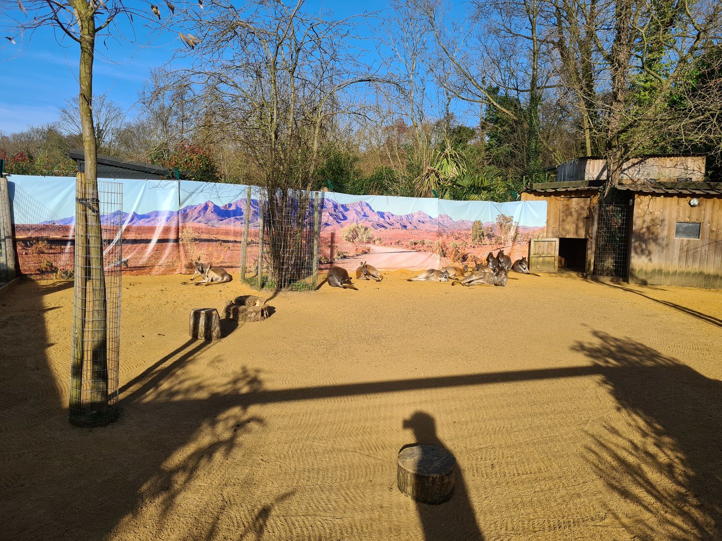 Kangaroo and Wallaby Exhibit