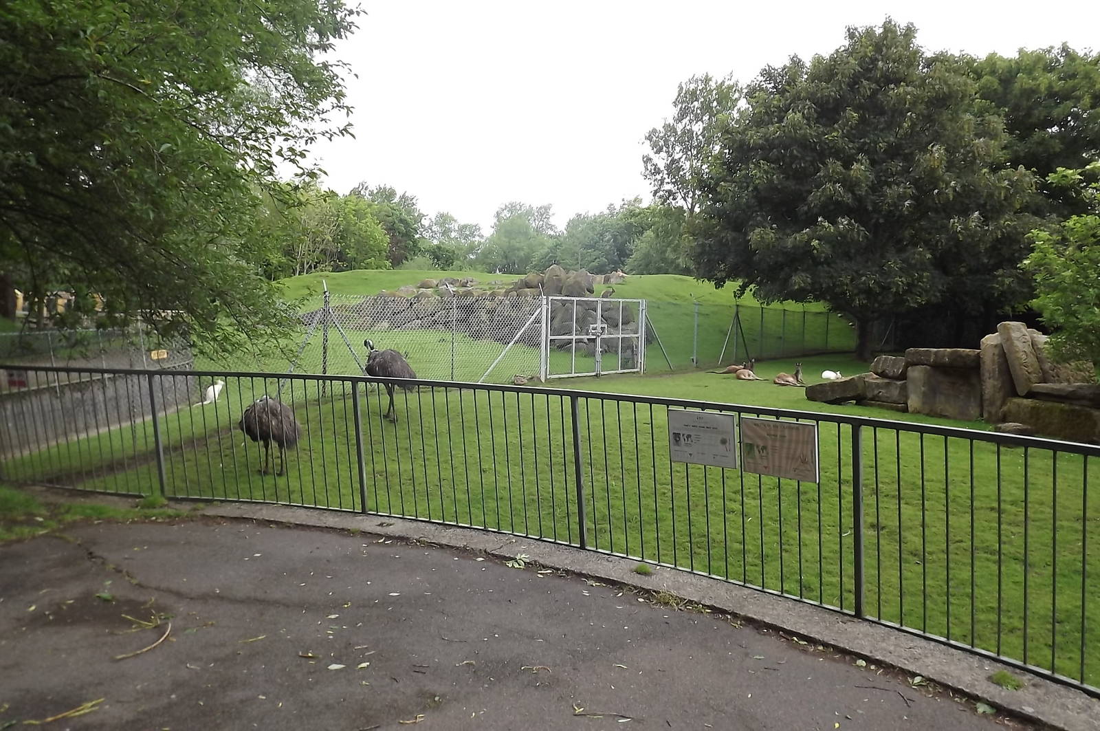Kangaroo and Wallaby paddocks at Blackpool Zoo 17/06/12