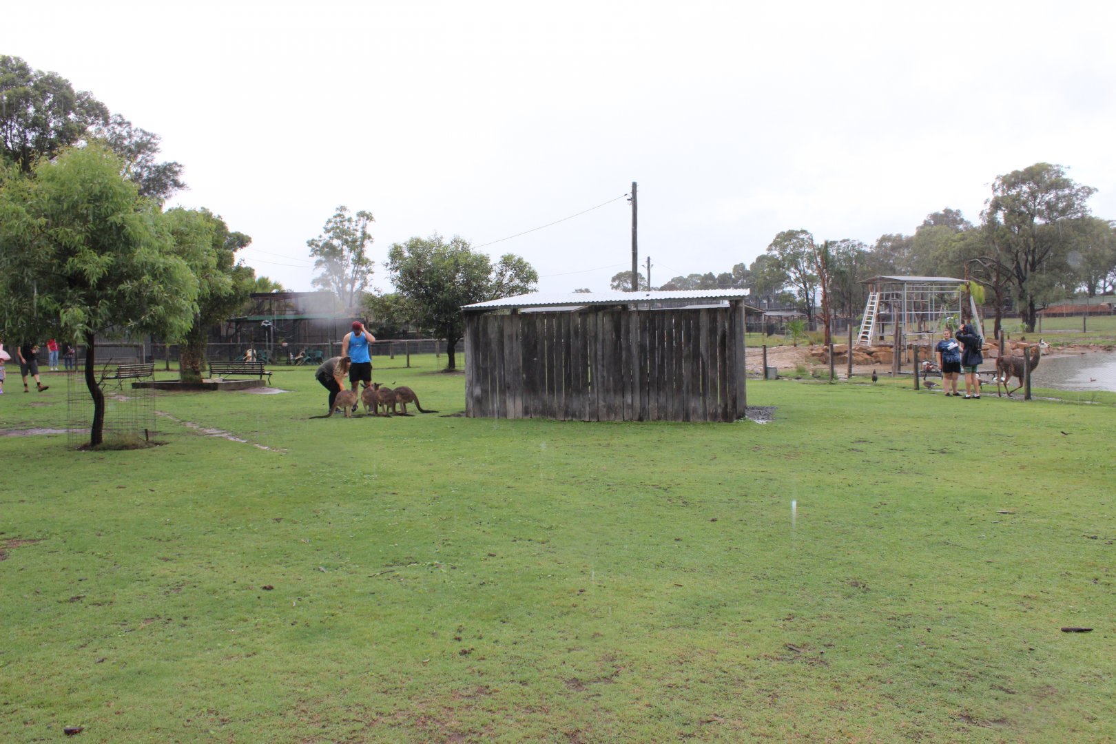 Kangaroo and Wallaby walk-through
