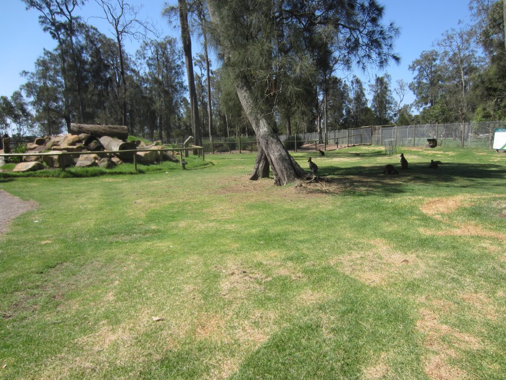 Kangaroo and Wallaby walkthrough