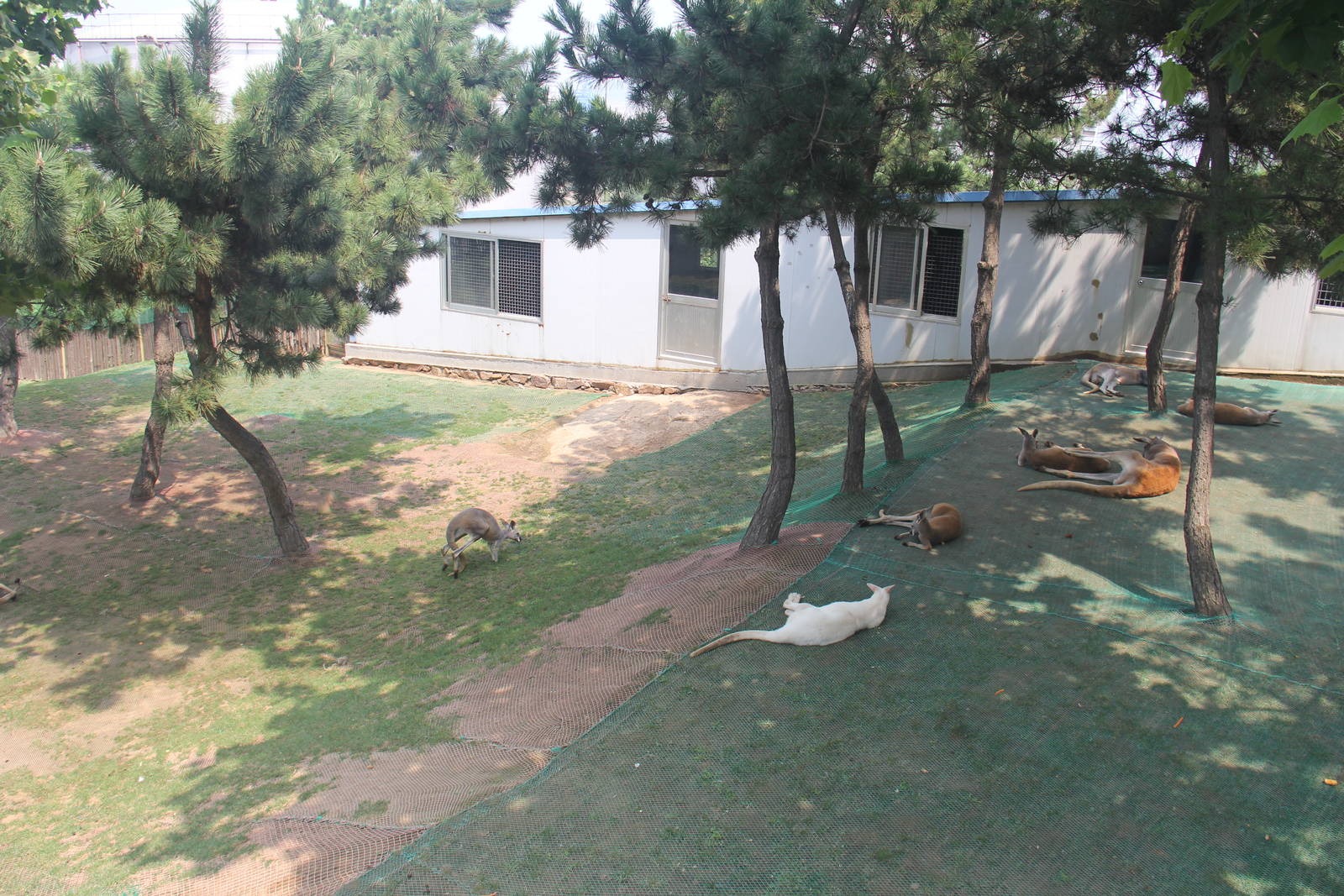 Kangaroo and wallaby