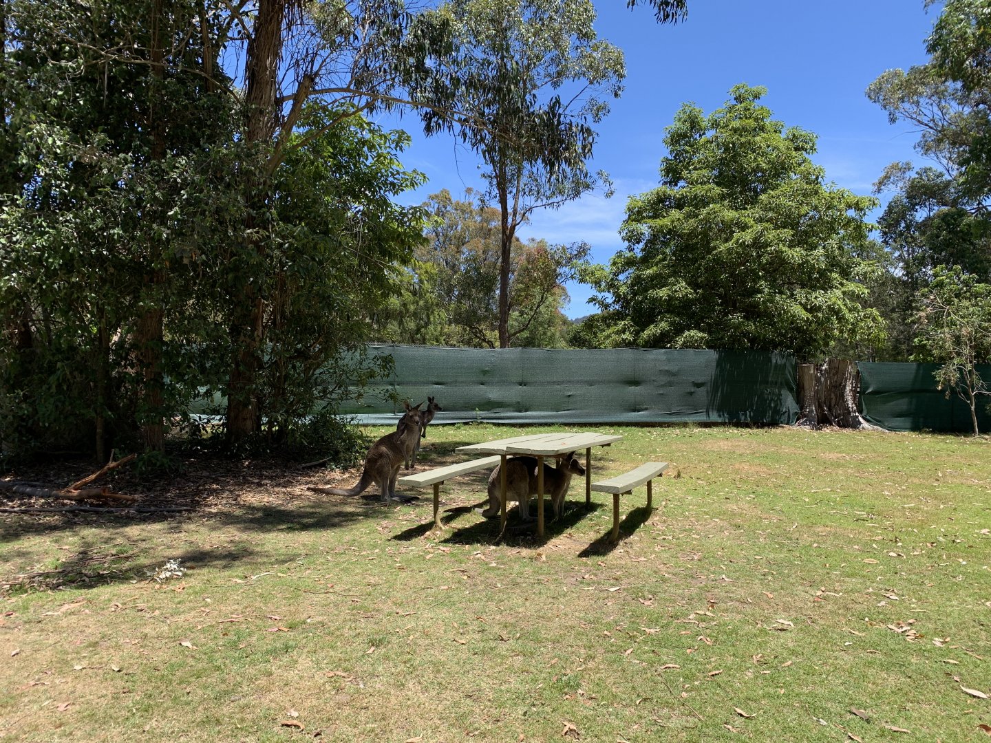 Kangaroo Area (Potoroo Palace)