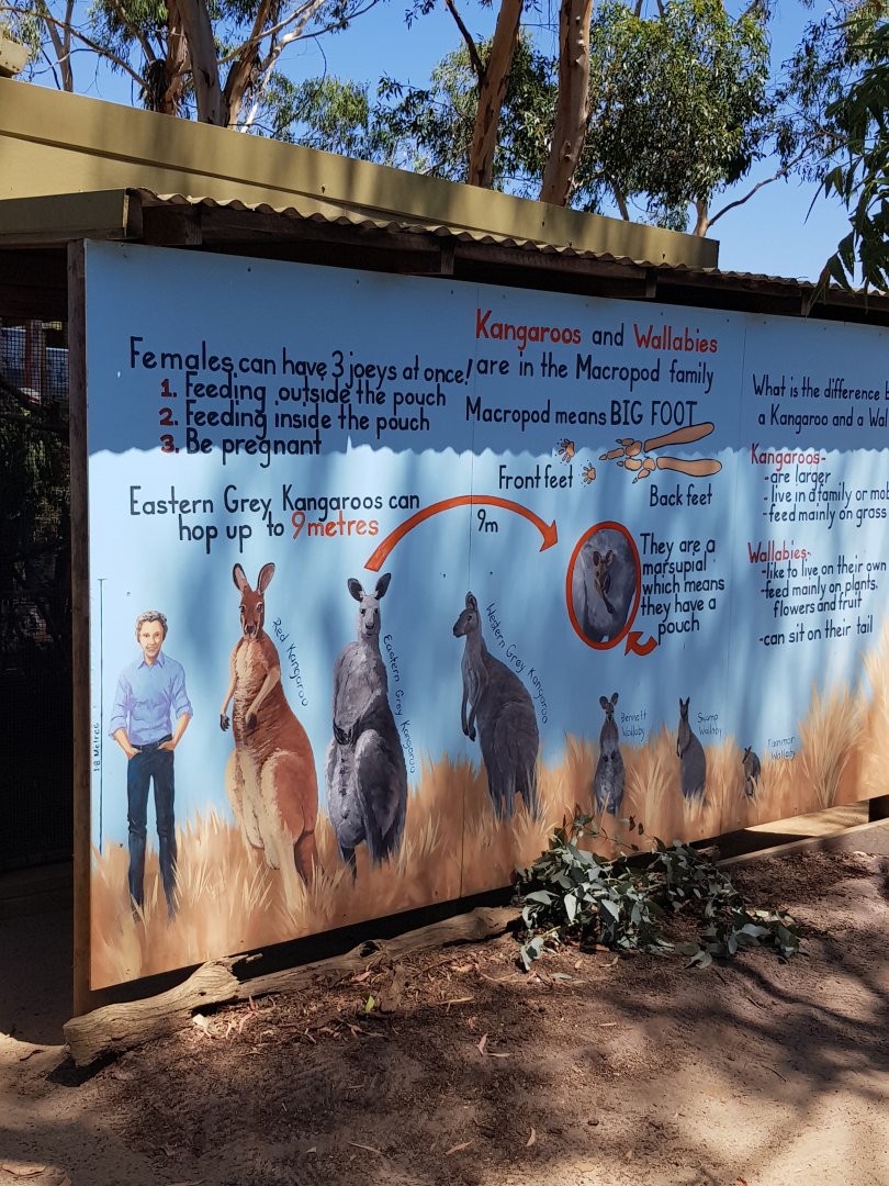Kangaroo educational sign