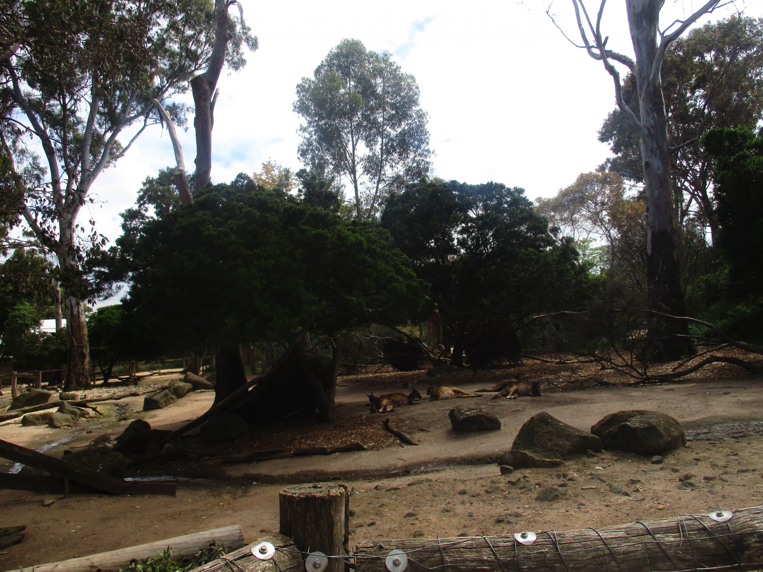 Kangaroo/ Emu Enclosure