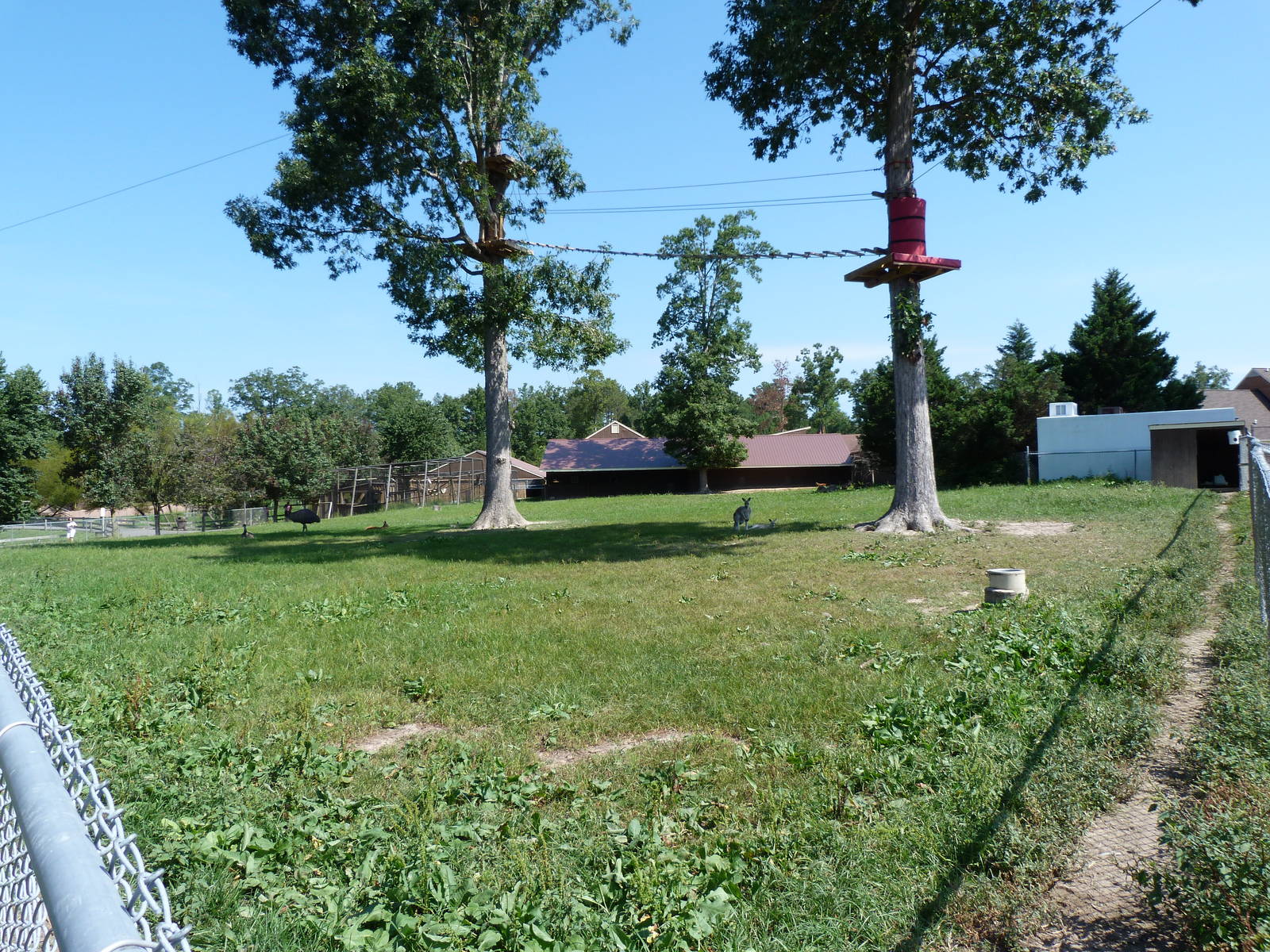 Kangaroo/Emu Exhibit - August 2014