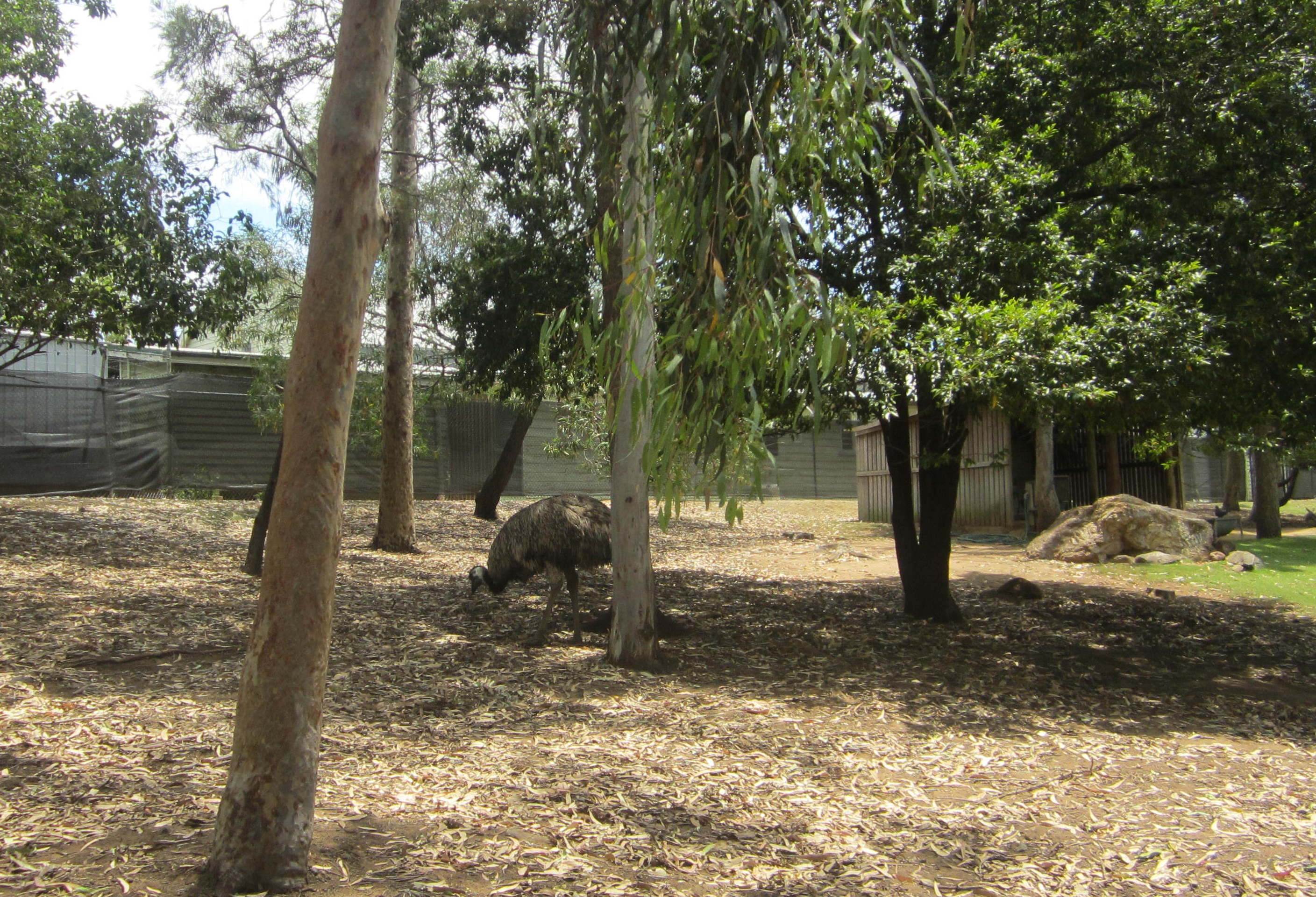 Kangaroo/ Emu Yard