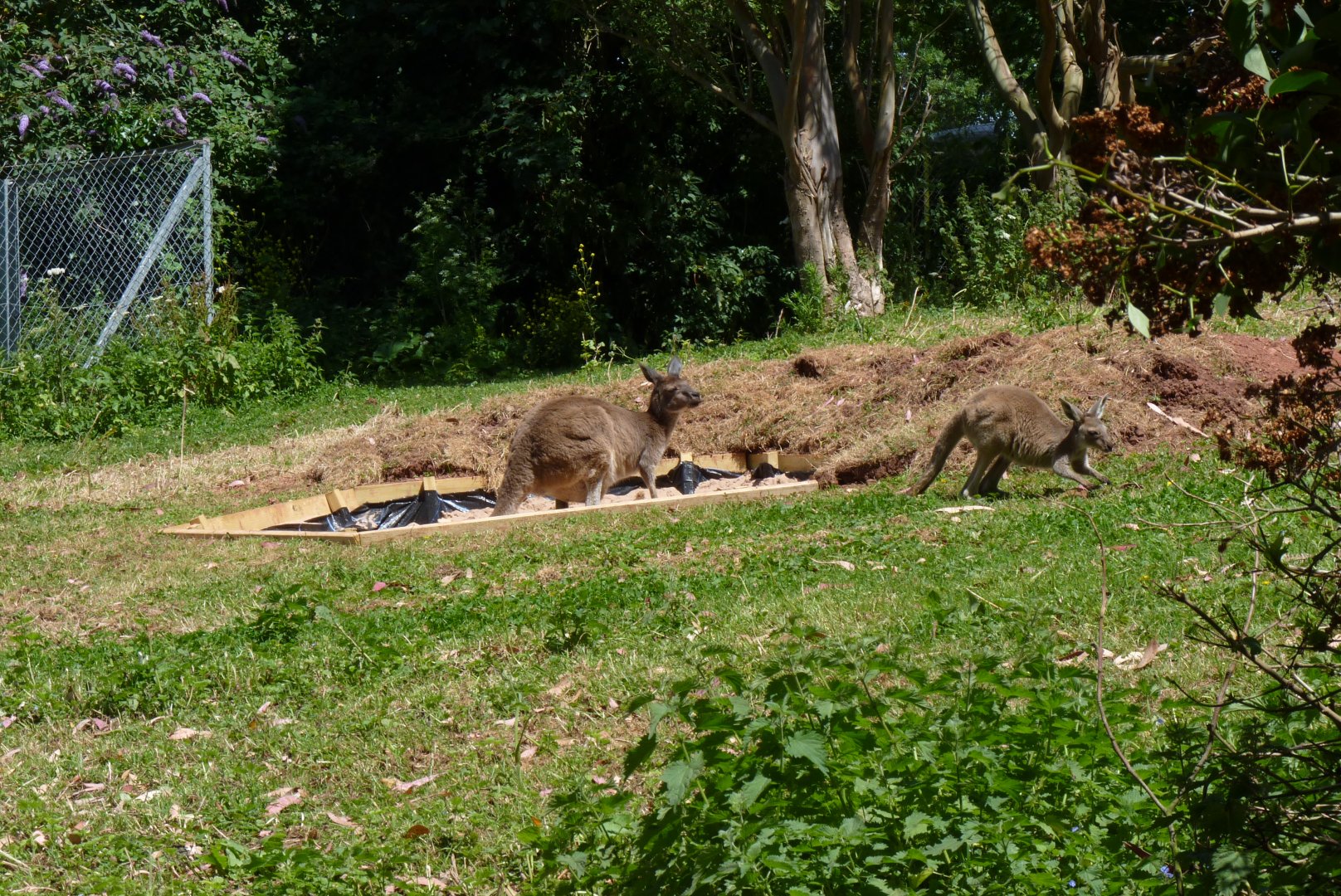 Kangaroo enclosure, June 2017