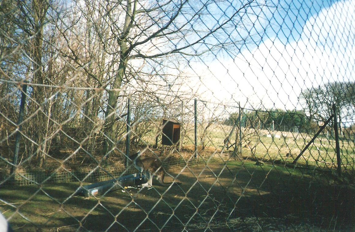 Kangaroo Enclosure - Now Geladas
