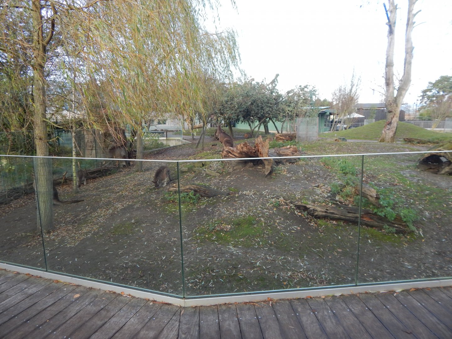 Kangaroo exhibit 261124