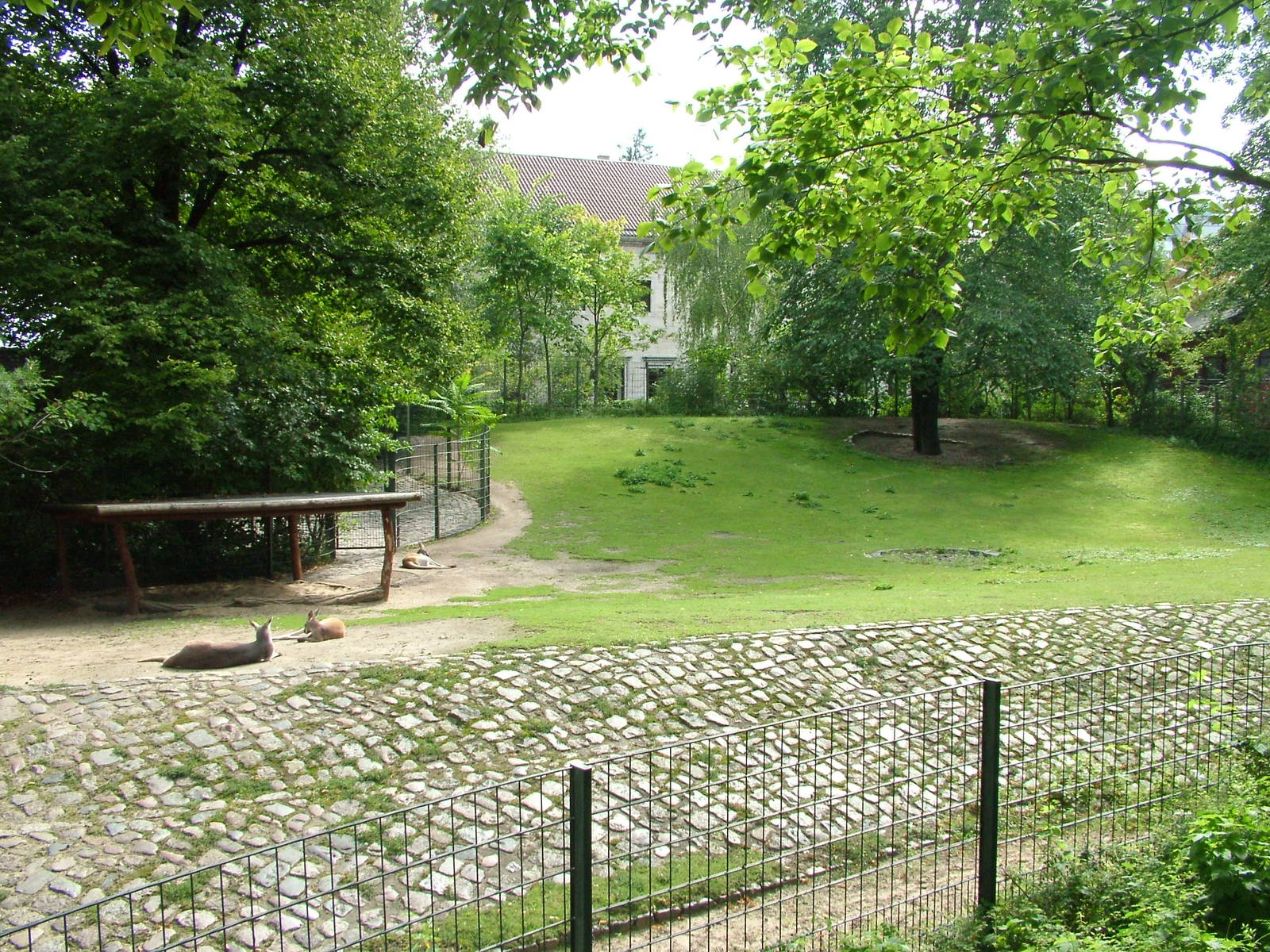 Kangaroo Exhibit at Berlin Zoo, 31/08/11