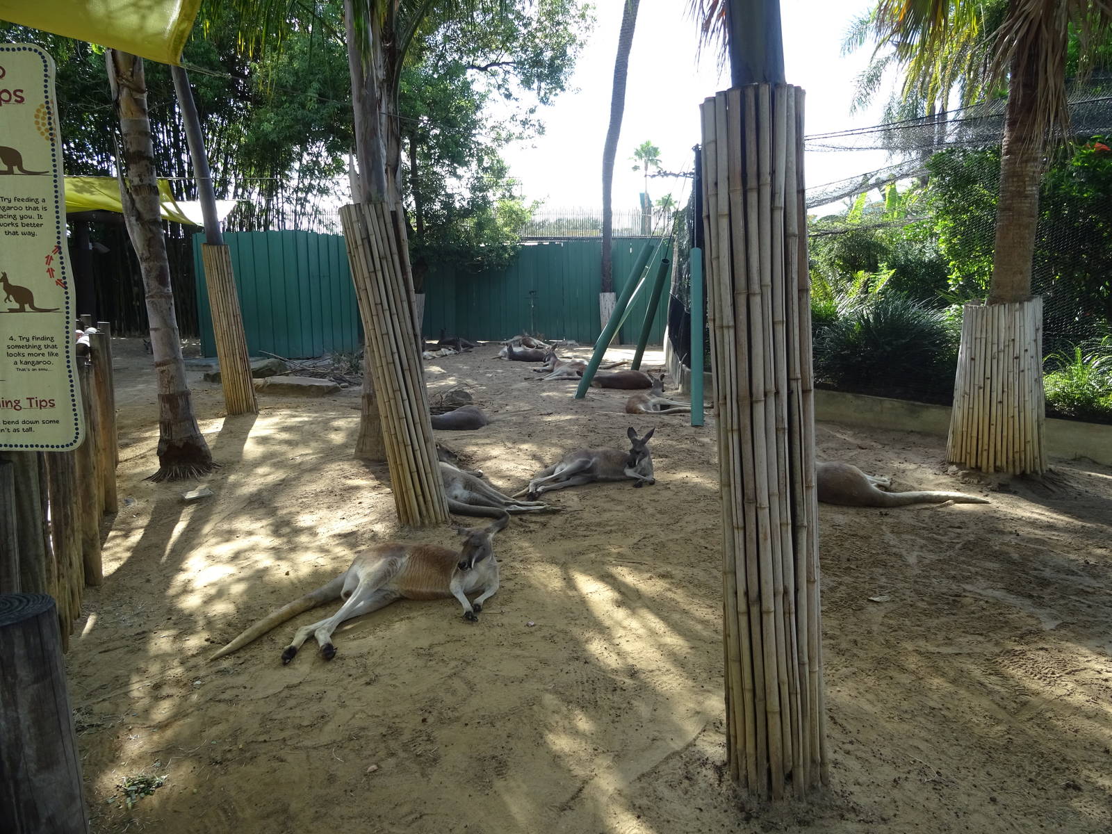 Kangaroo Exhibit at Busch Gardens Tampa