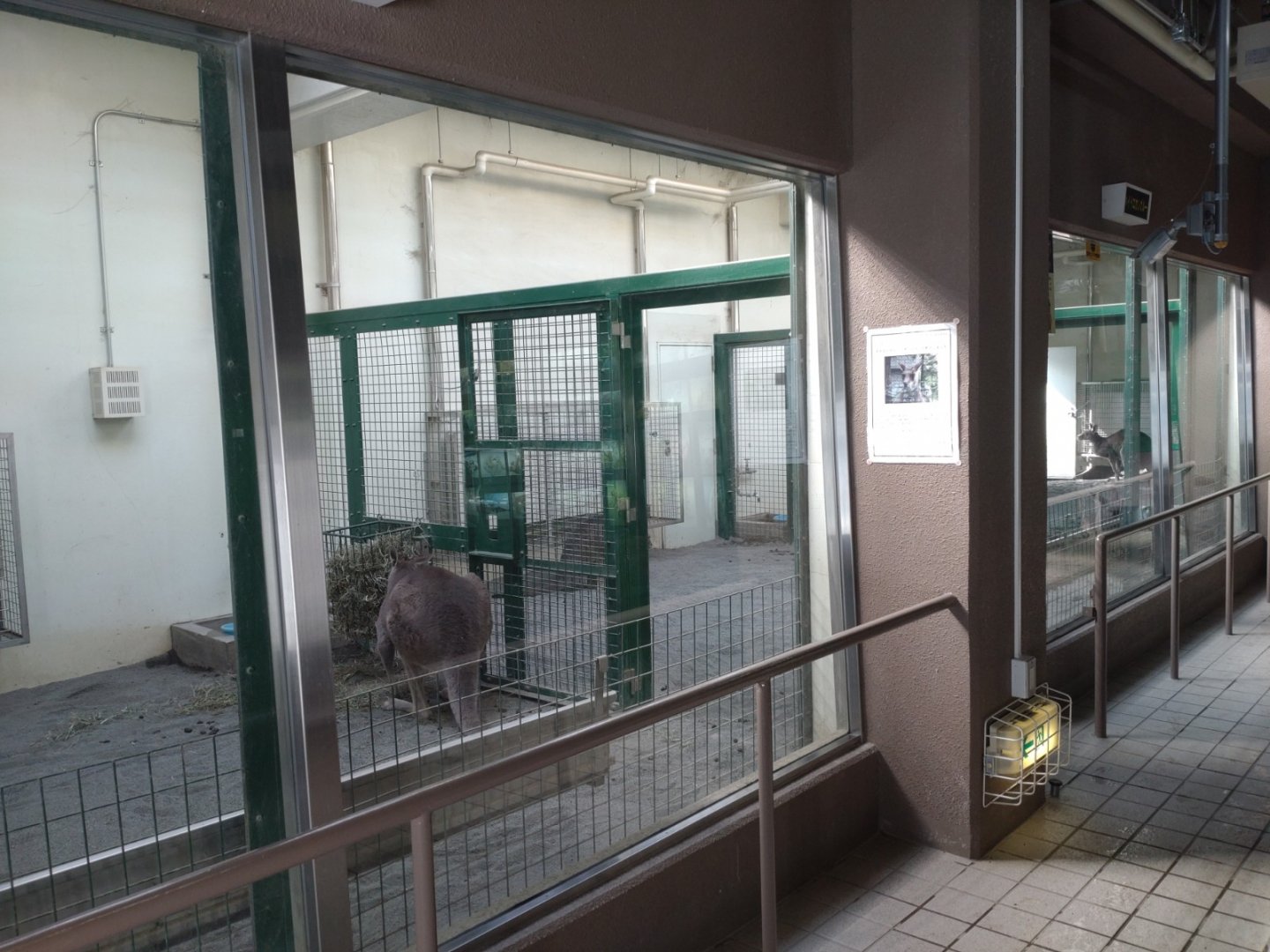 Kangaroo exhibit at Maruyama Zoo