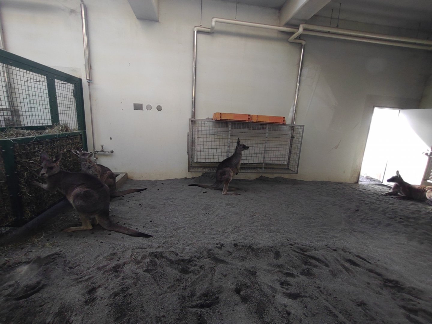Kangaroo exhibit at Maruyama Zoo