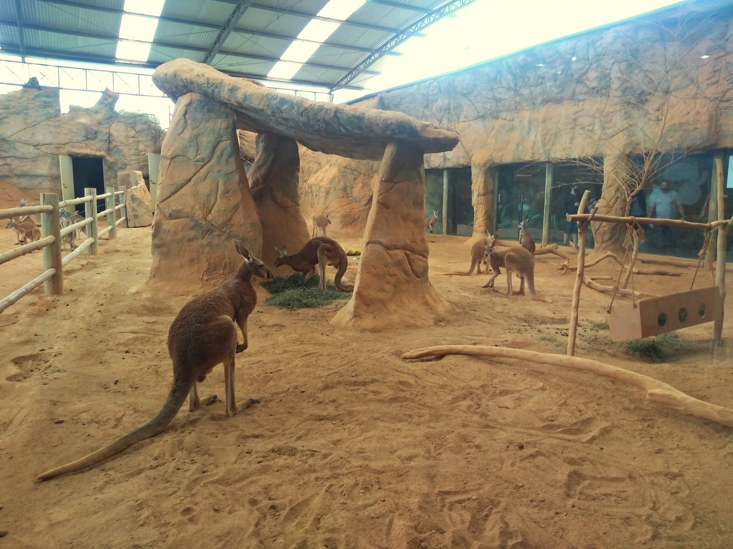 Kangaroo exhibit - São Paulo Aquarium