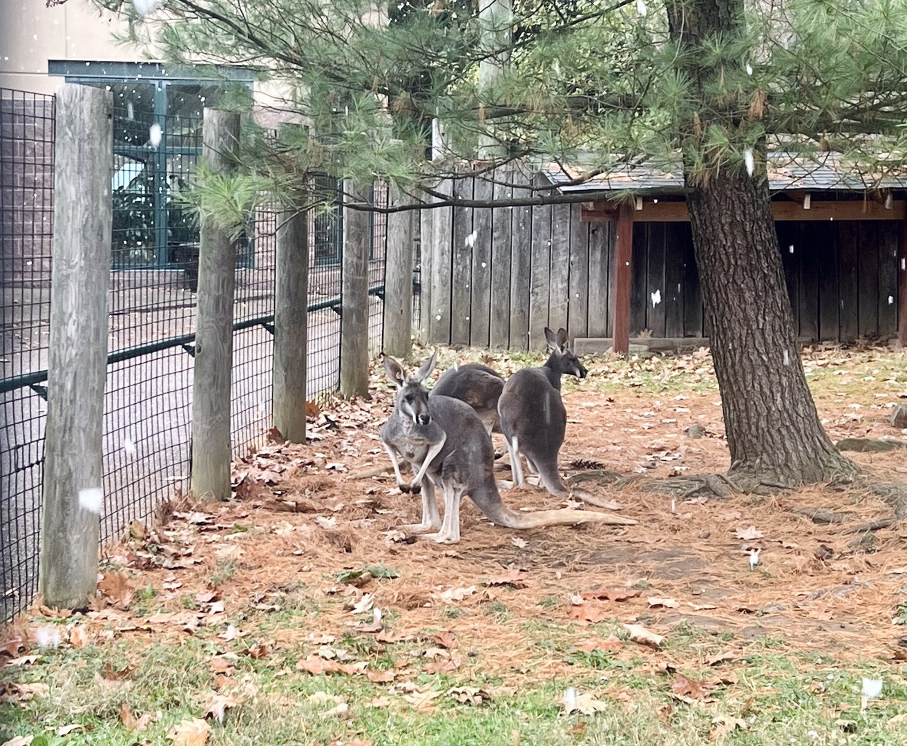Kangaroo Exhibit