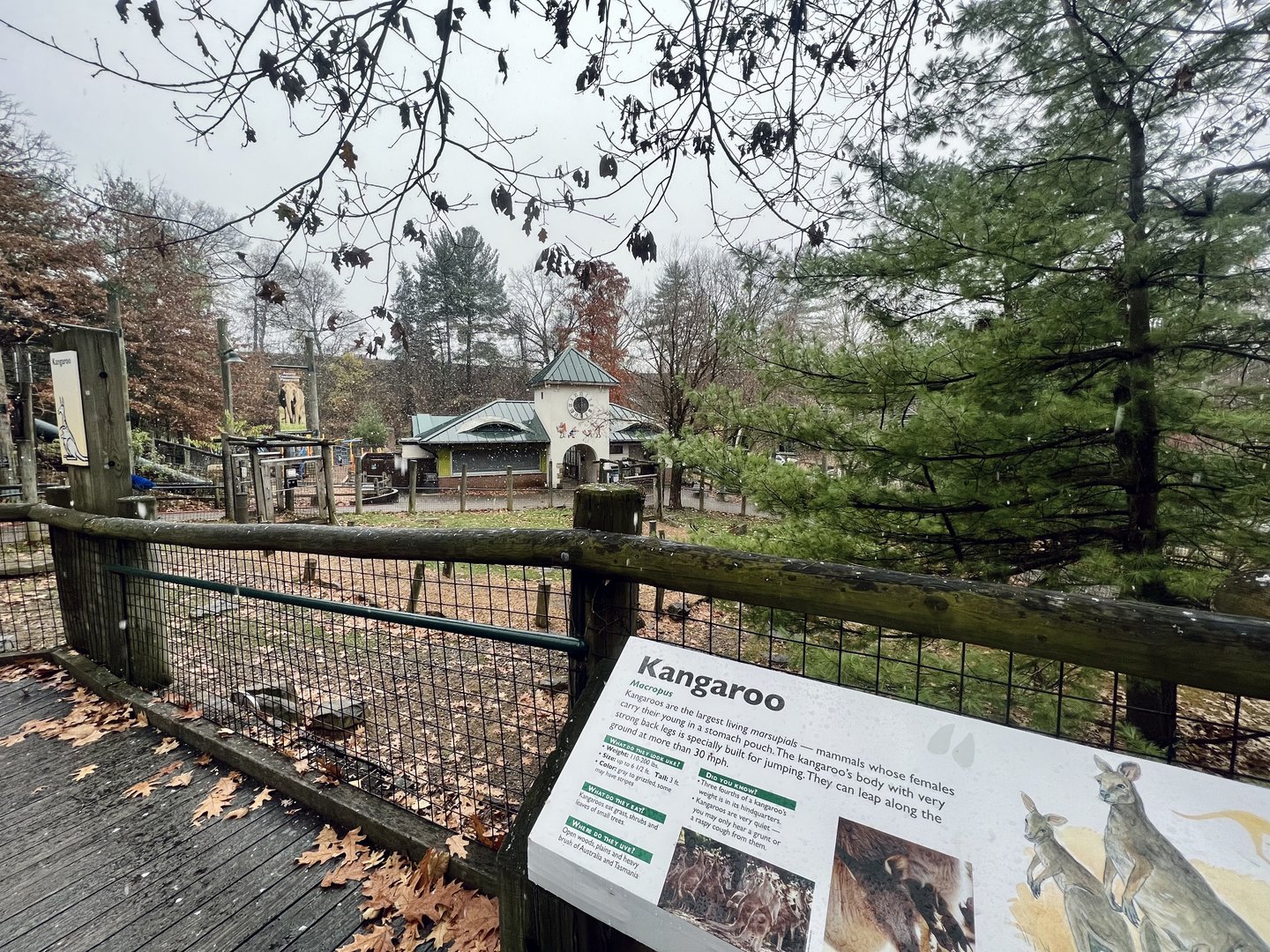 Kangaroo Exhibit