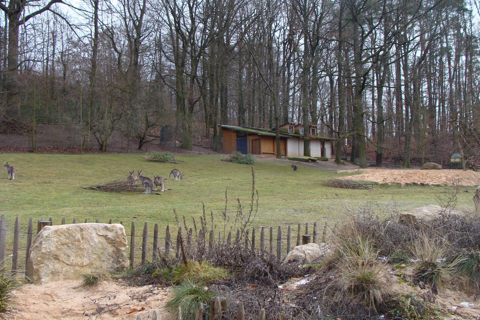 kangaroo exhibit