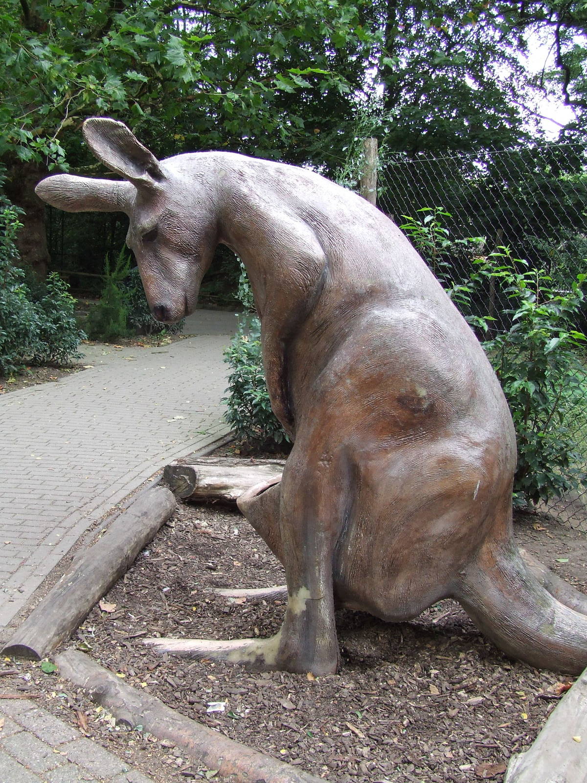 Kangaroo, for visitors