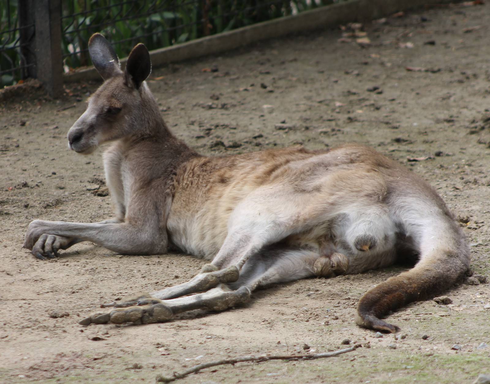 Kangaroo ID