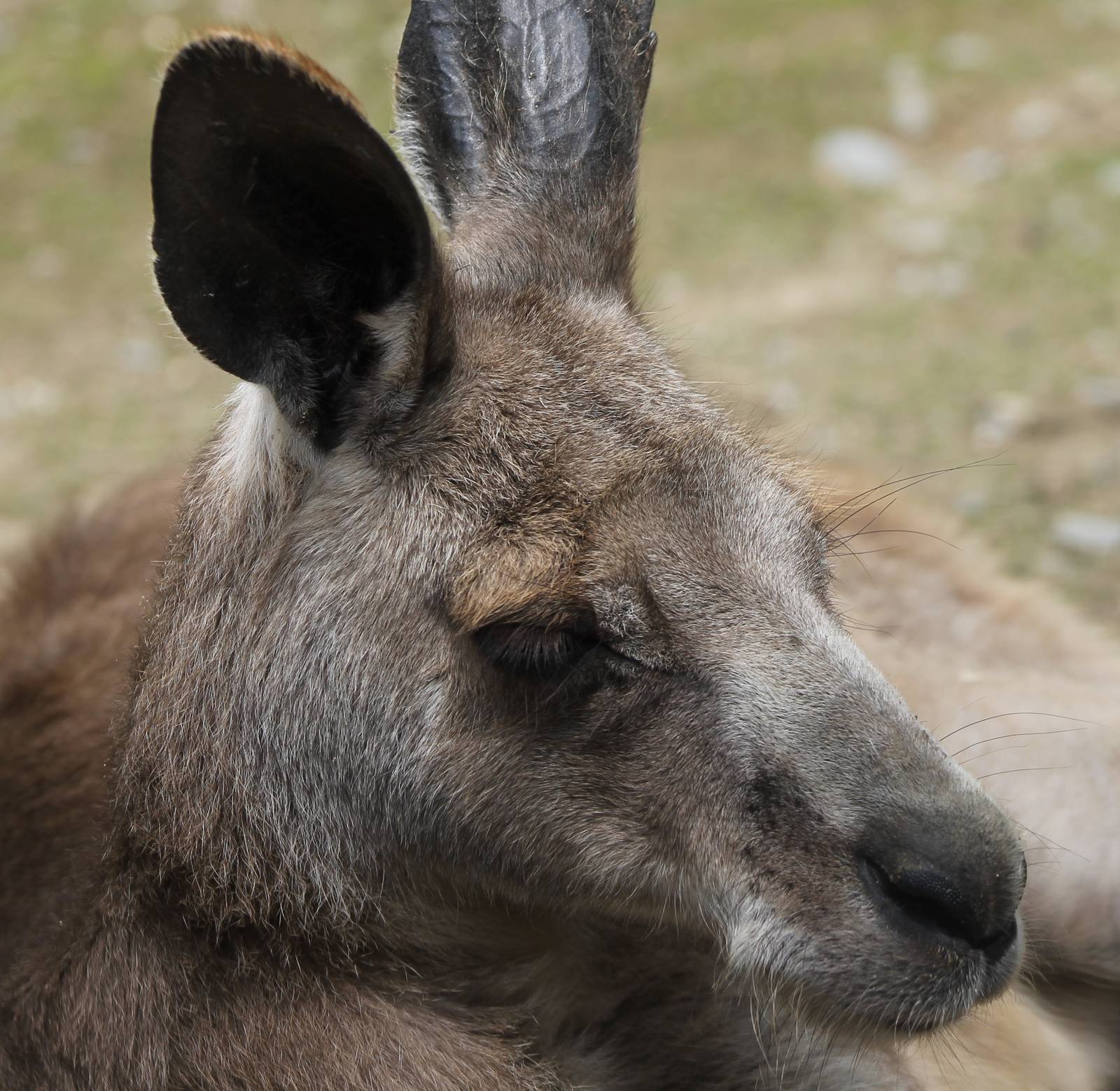 Kangaroo ID