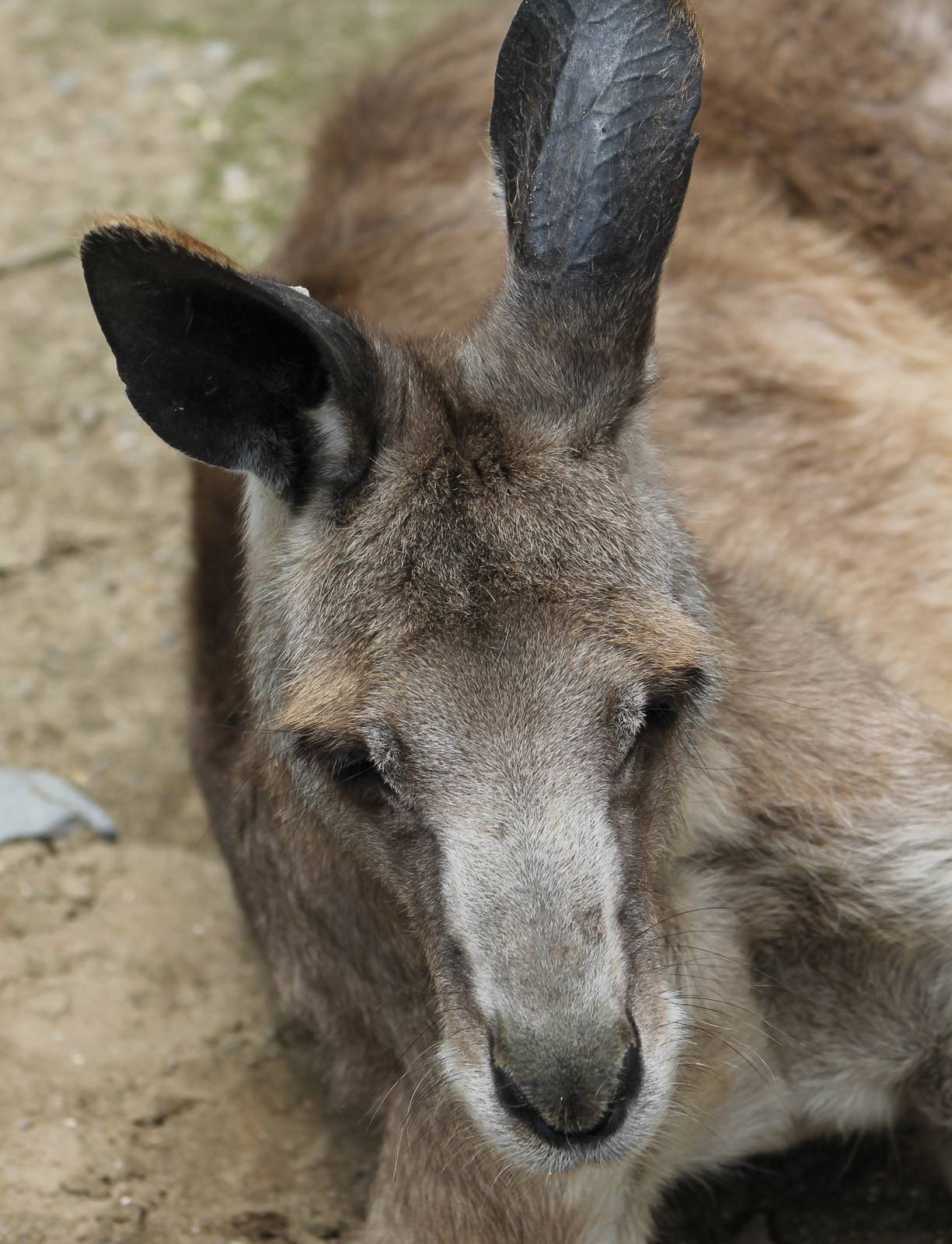 Kangaroo ID