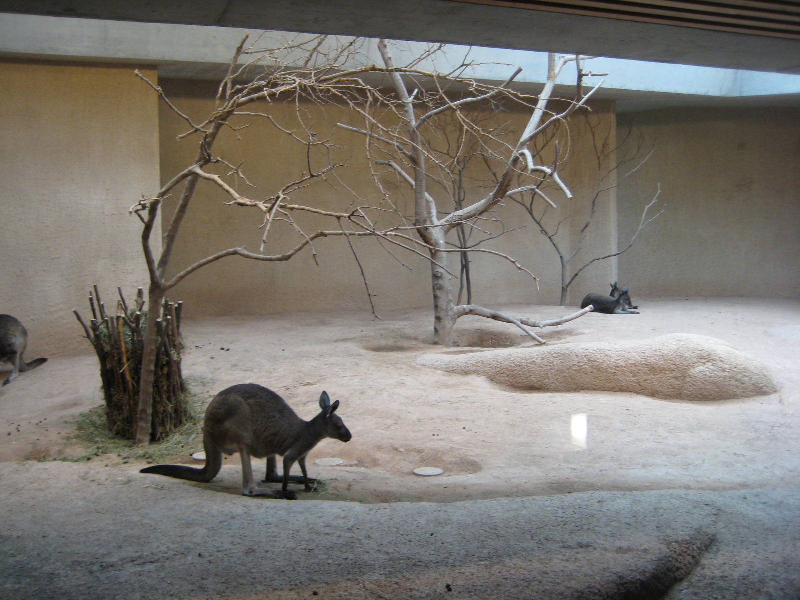 Kangaroo inside exhibit
