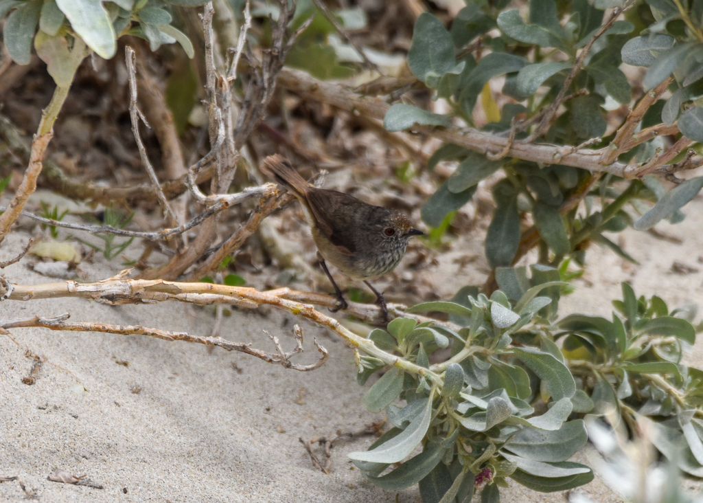 Kangaroo Island Brown Thornbill