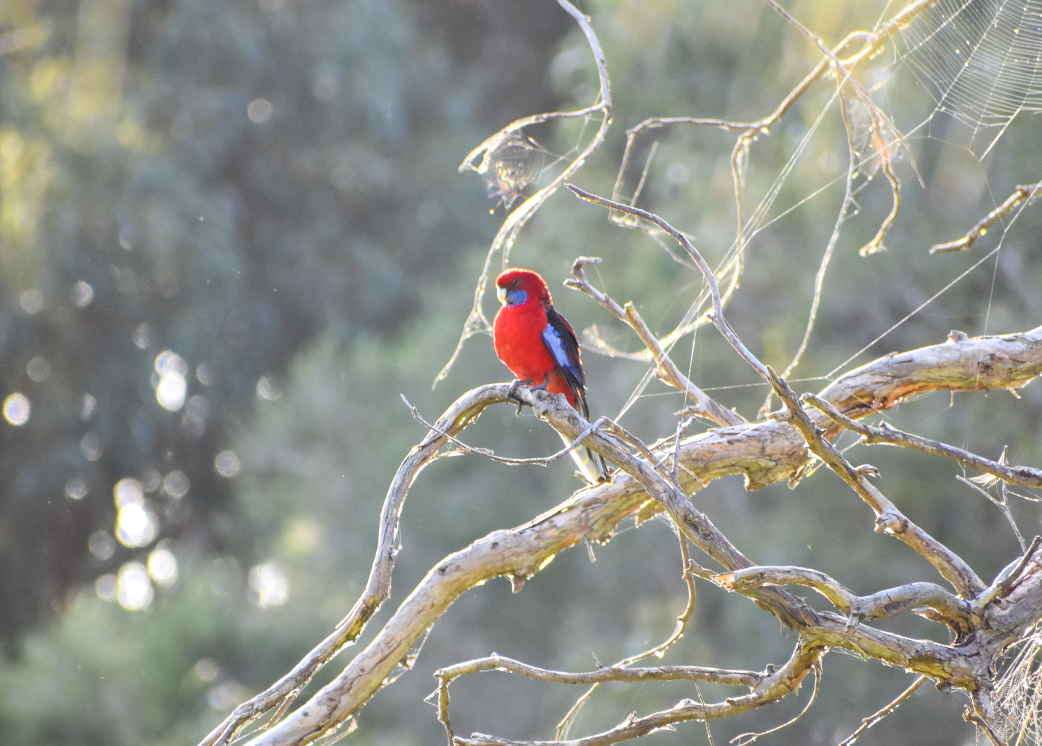 Kangaroo Island Crimson Rosella