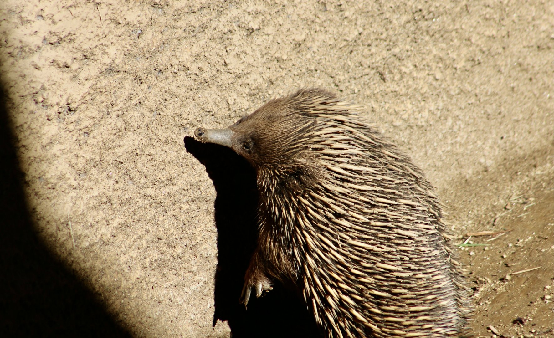 Kangaroo Island Echidna (Tachyglossus aculeatus multiaculeatus)