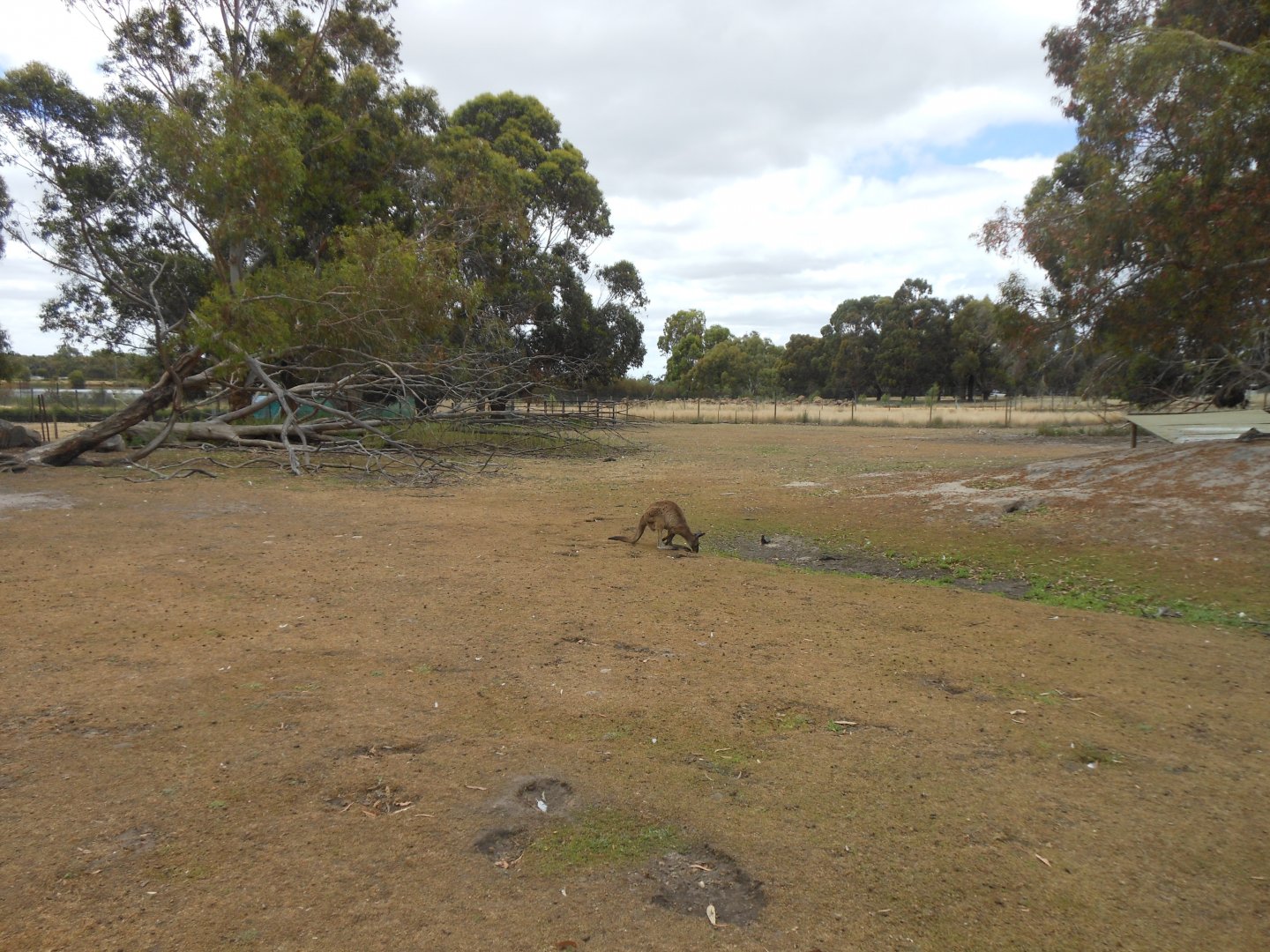 Kangaroo Island Kangaroo exhibit