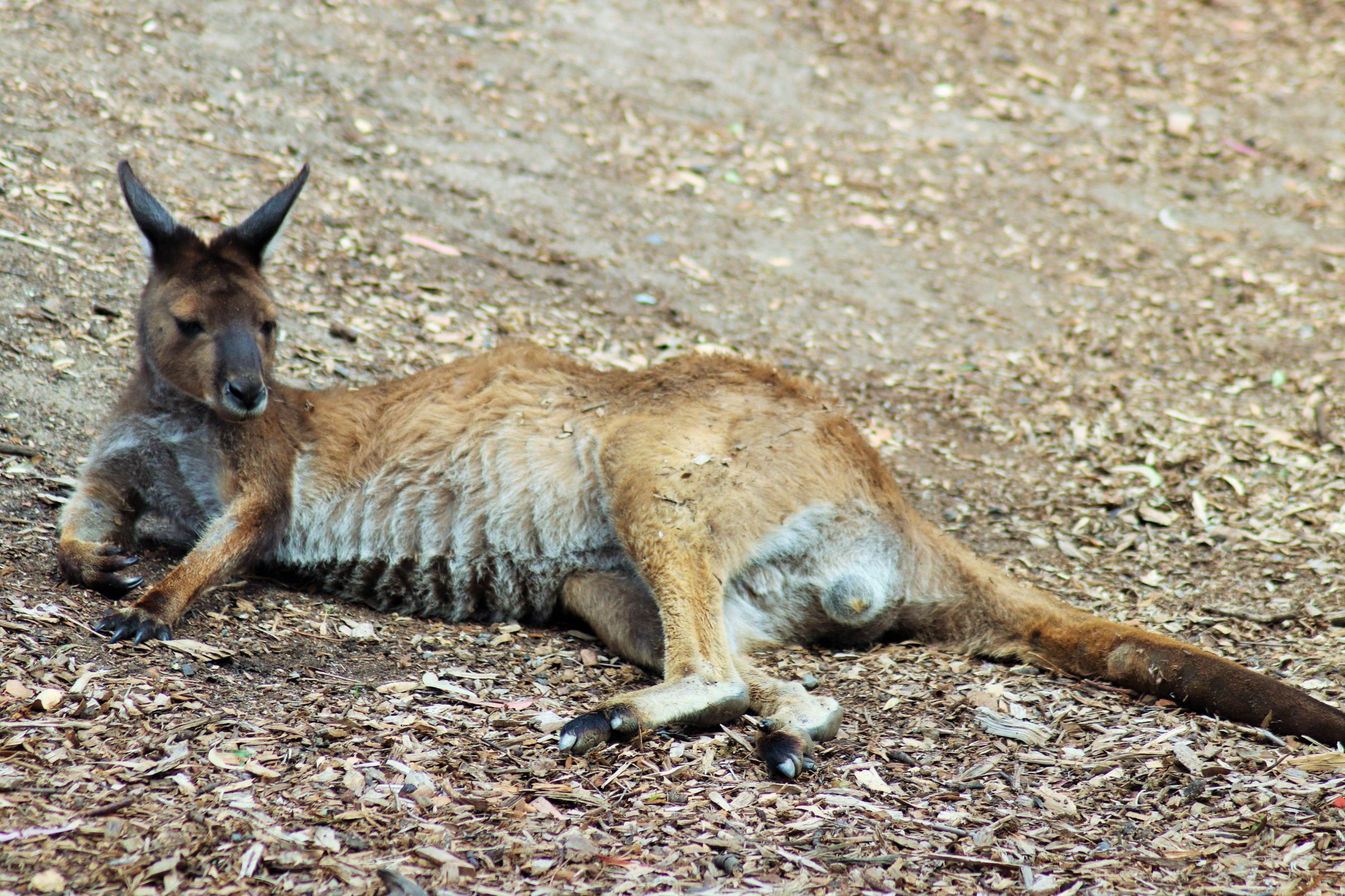 Kangaroo Island kangaroo. (Macropus fuliginosus fugilinosus)