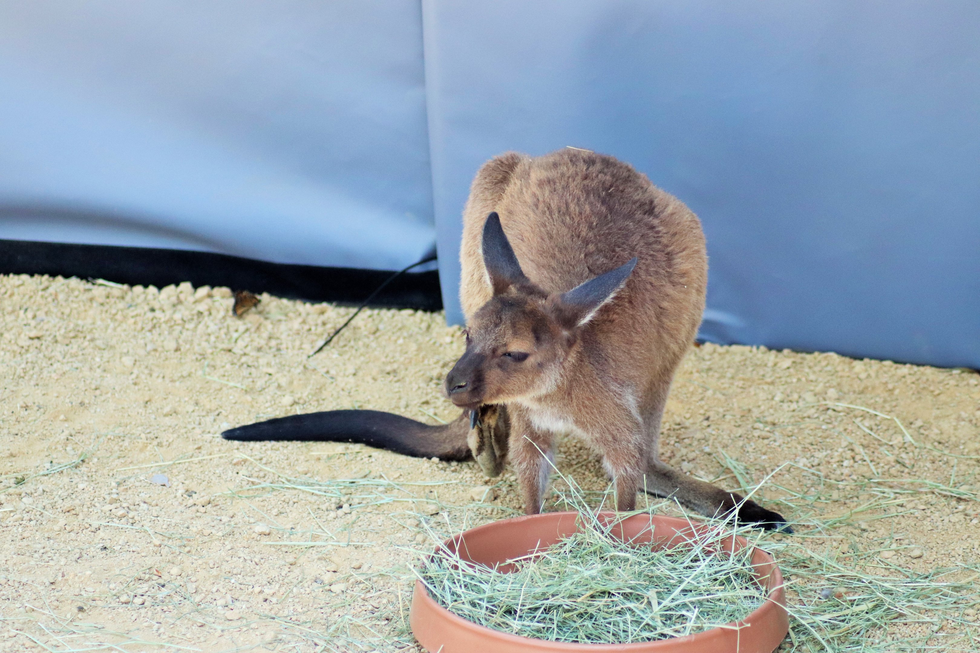 Kangaroo Island Kangaroo (Macropus fuliginosus fugilinosus).