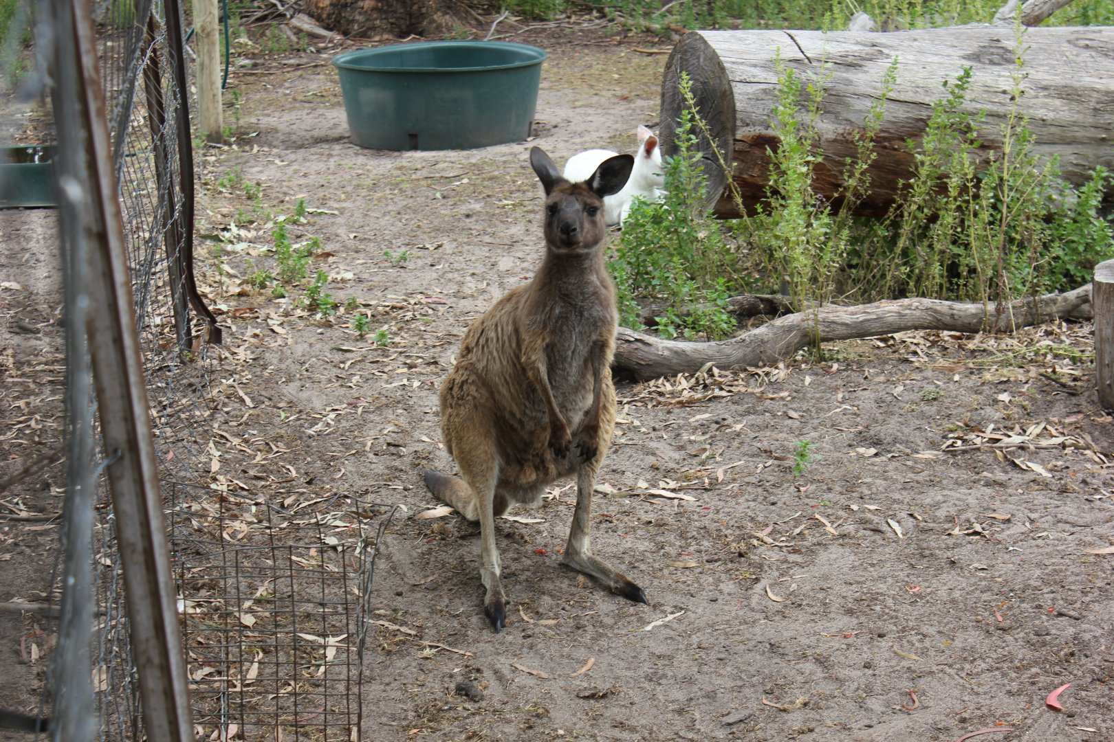Kangaroo Island Kangaroo (Macropus fuliginosus fuliginosus)