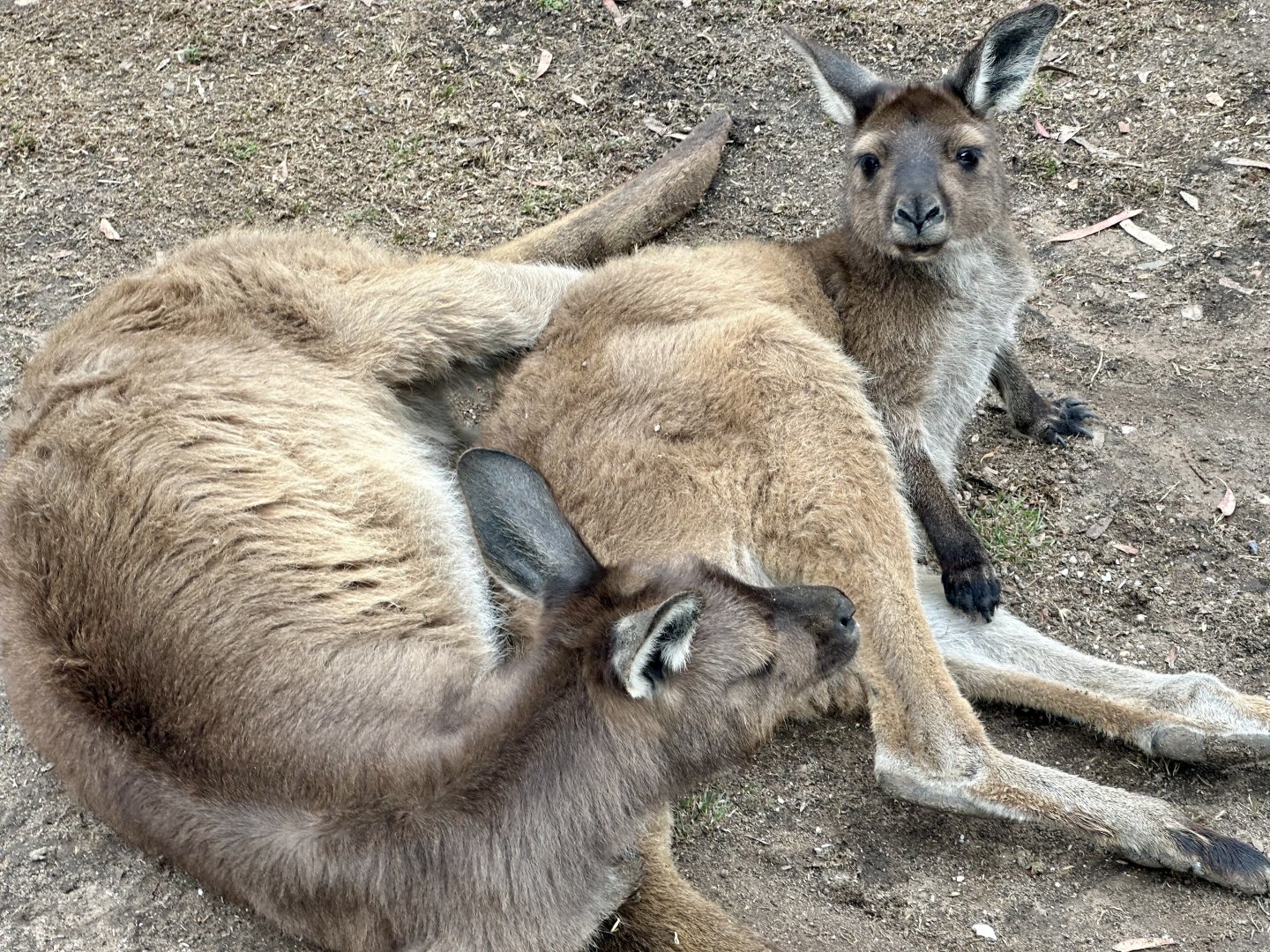 Kangaroo Island kangaroo (Macropus fuliginosus fuliginosus)