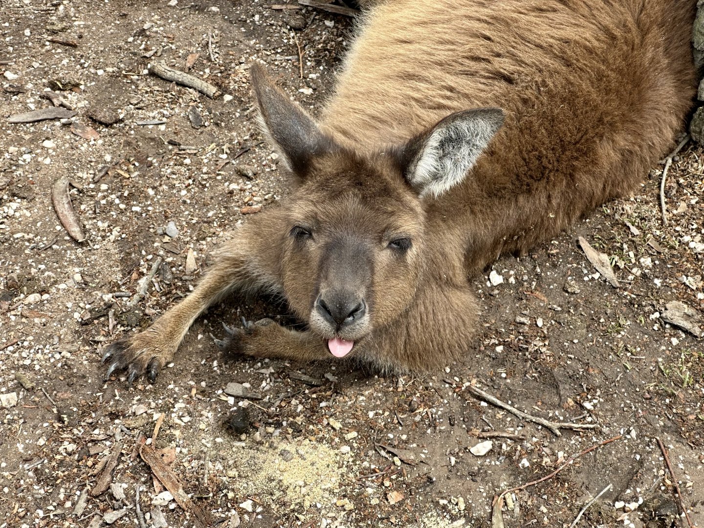 Kangaroo Island kangaroo (Macropus fuliginosus fuliginosus)