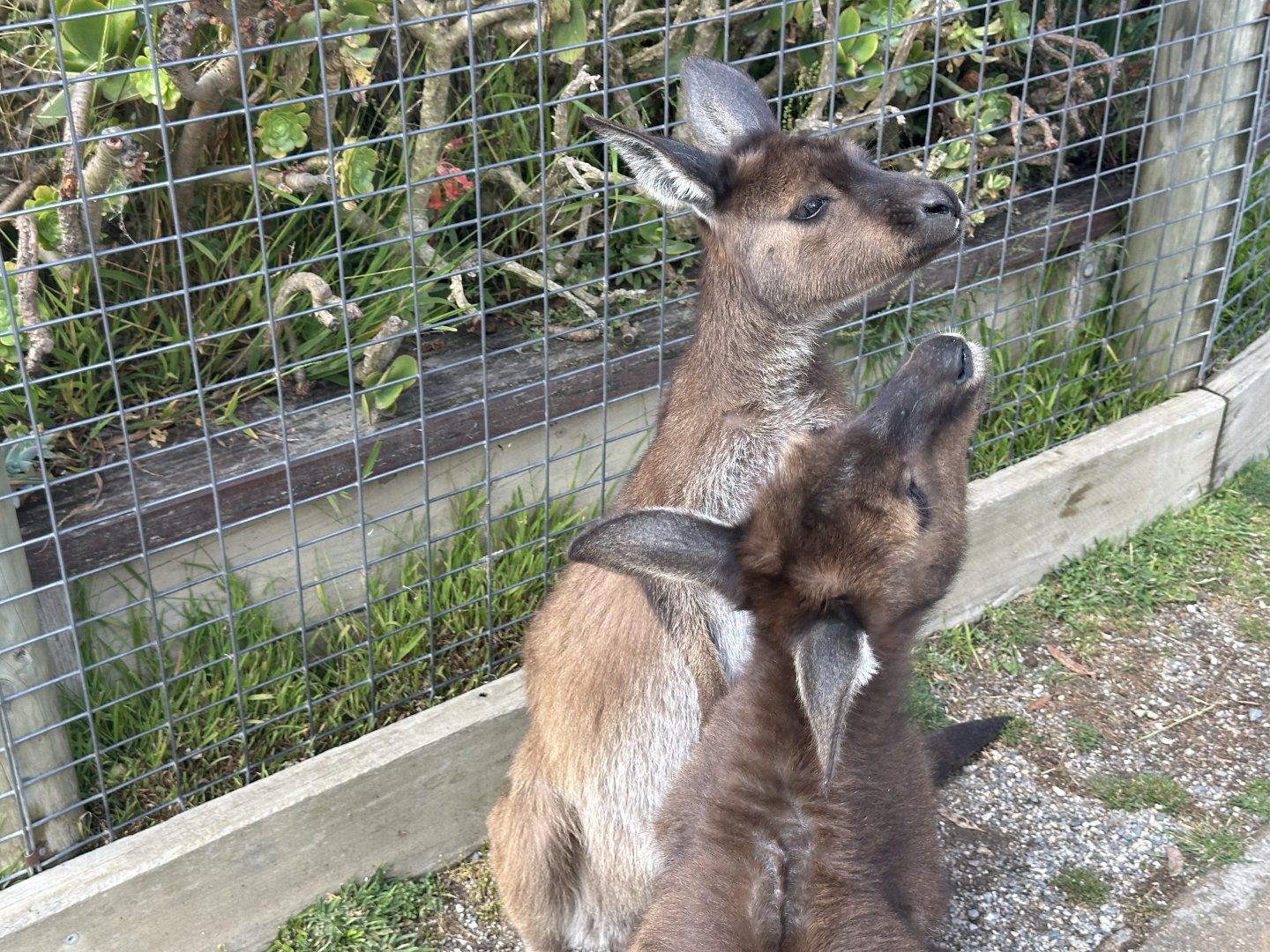 Kangaroo Island kangaroo (Macropus fuliginosus fuliginosus)