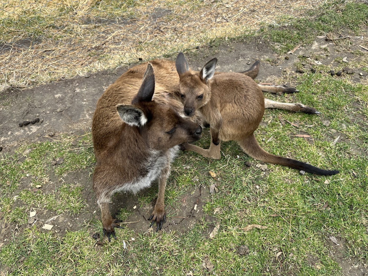 Kangaroo Island kangaroo (Macropus fuliginosus fuliginosus)