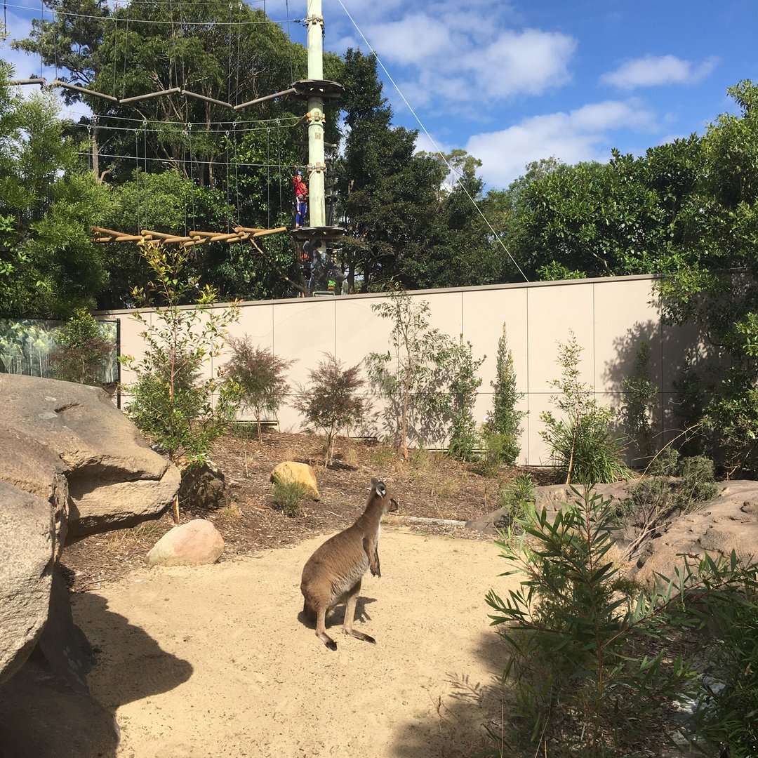 Kangaroo Island Kangaroo overlooked by Wild Ropes