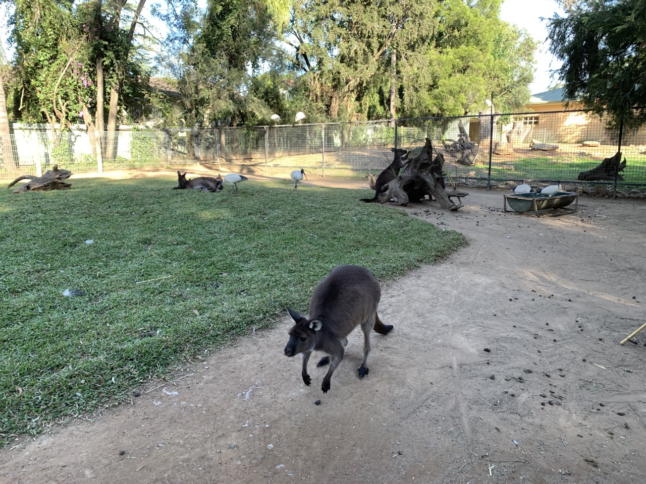 Kangaroo Island Kangaroo Walk-through