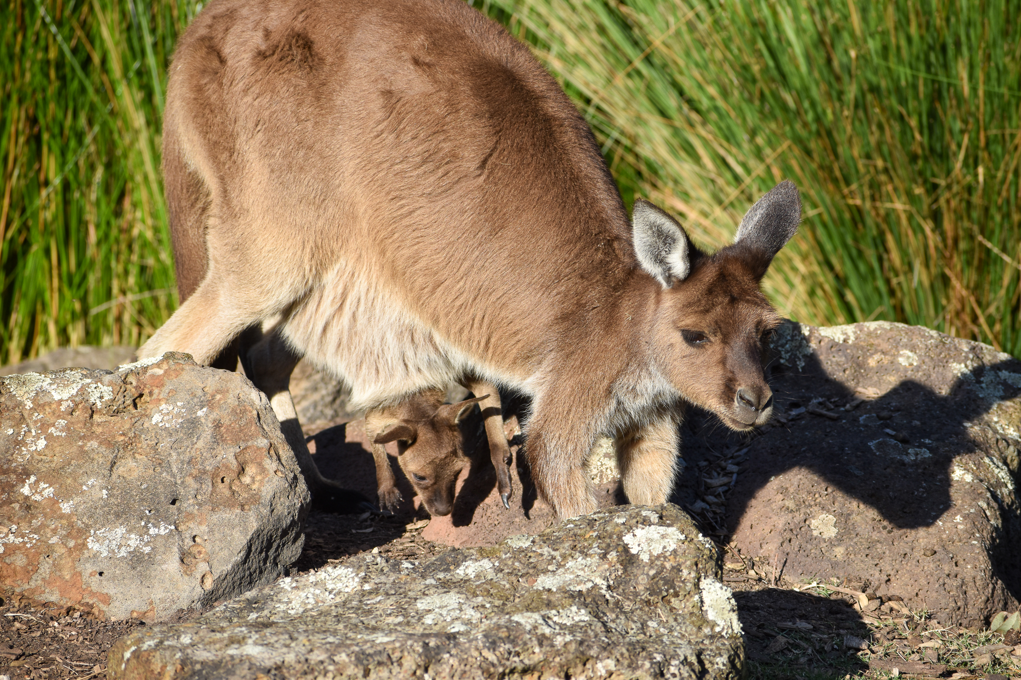 Kangaroo Island Kangaroo with joey