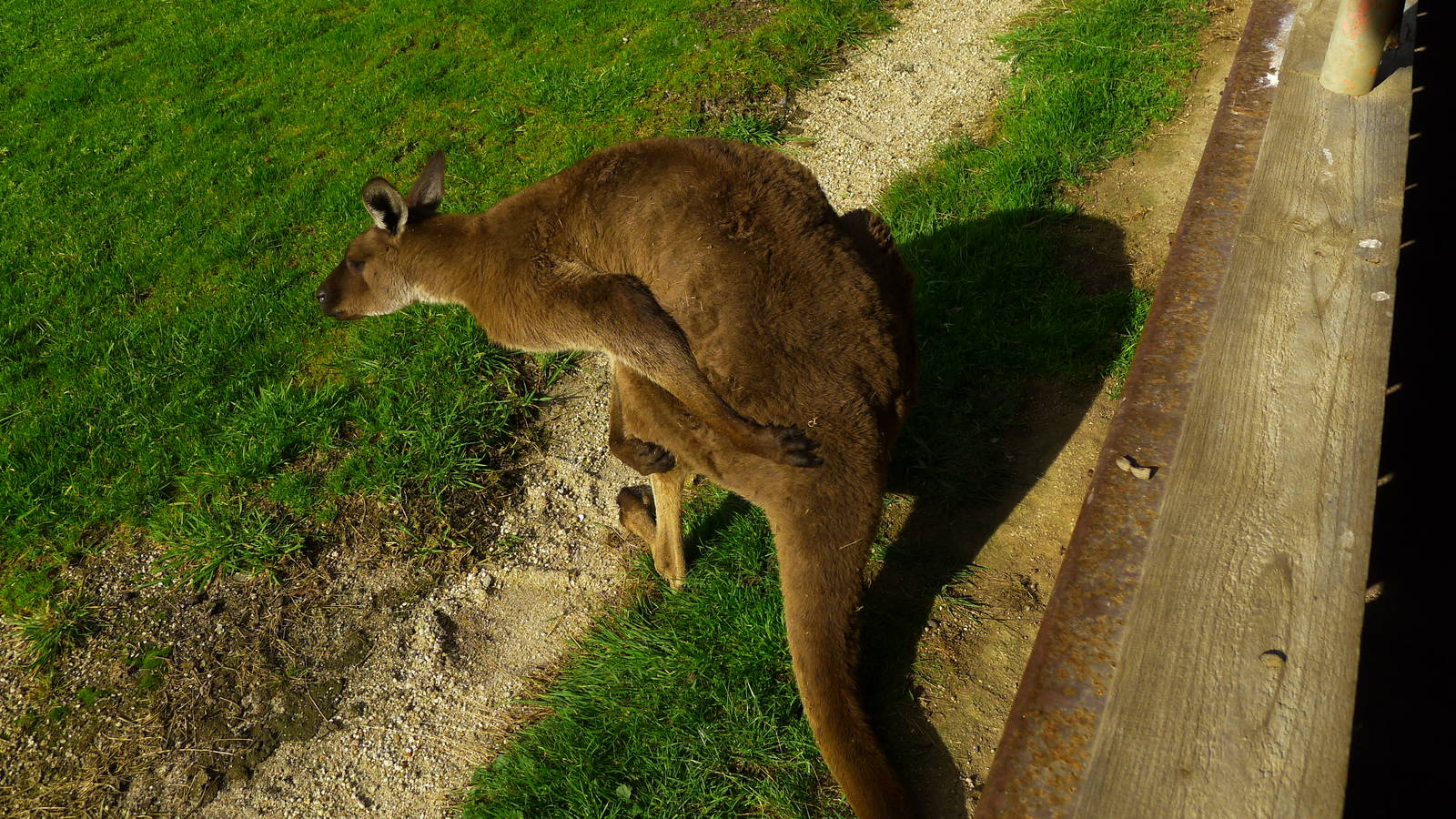 Kangaroo Island Kangaroo