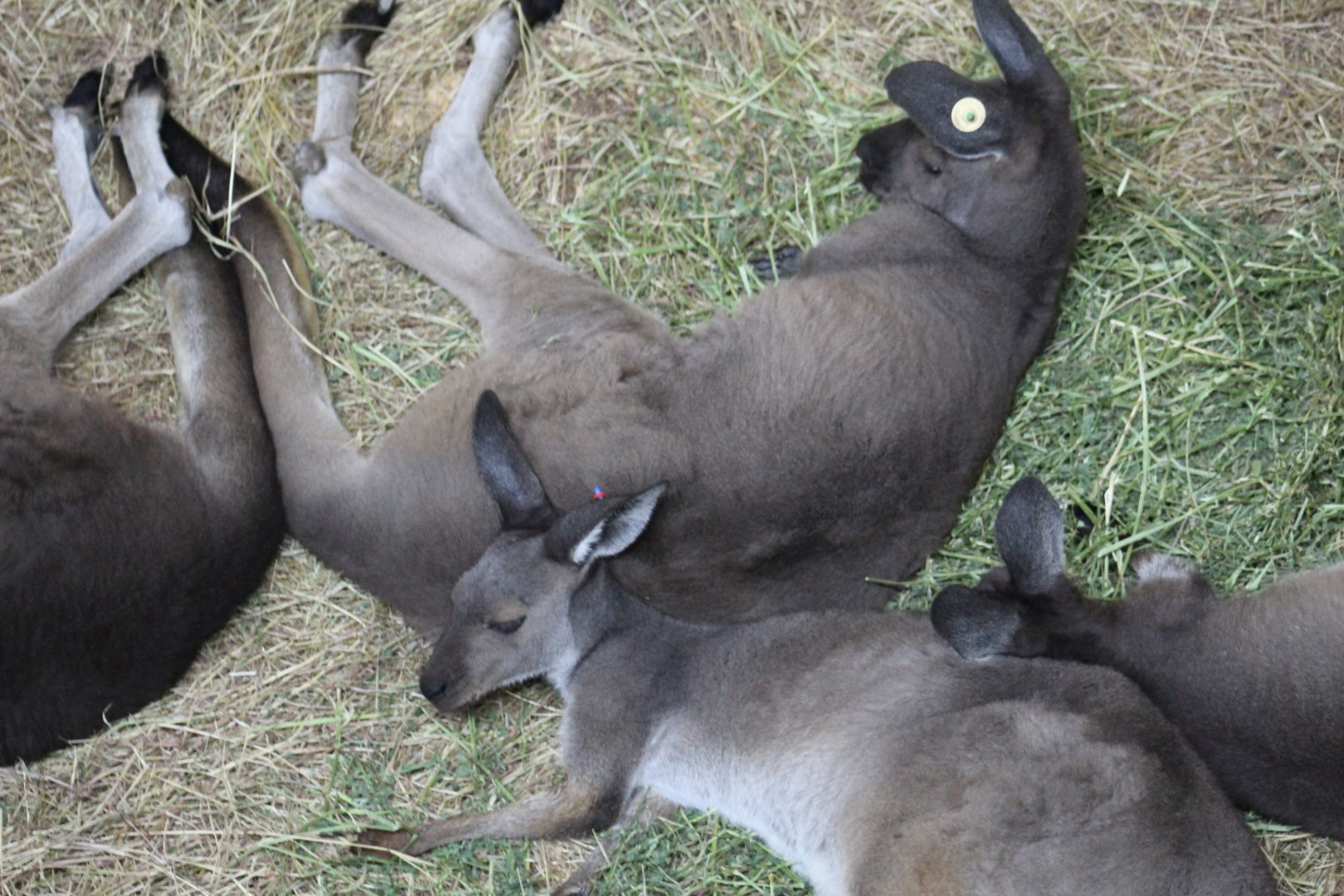 Kangaroo Island Kangaroo