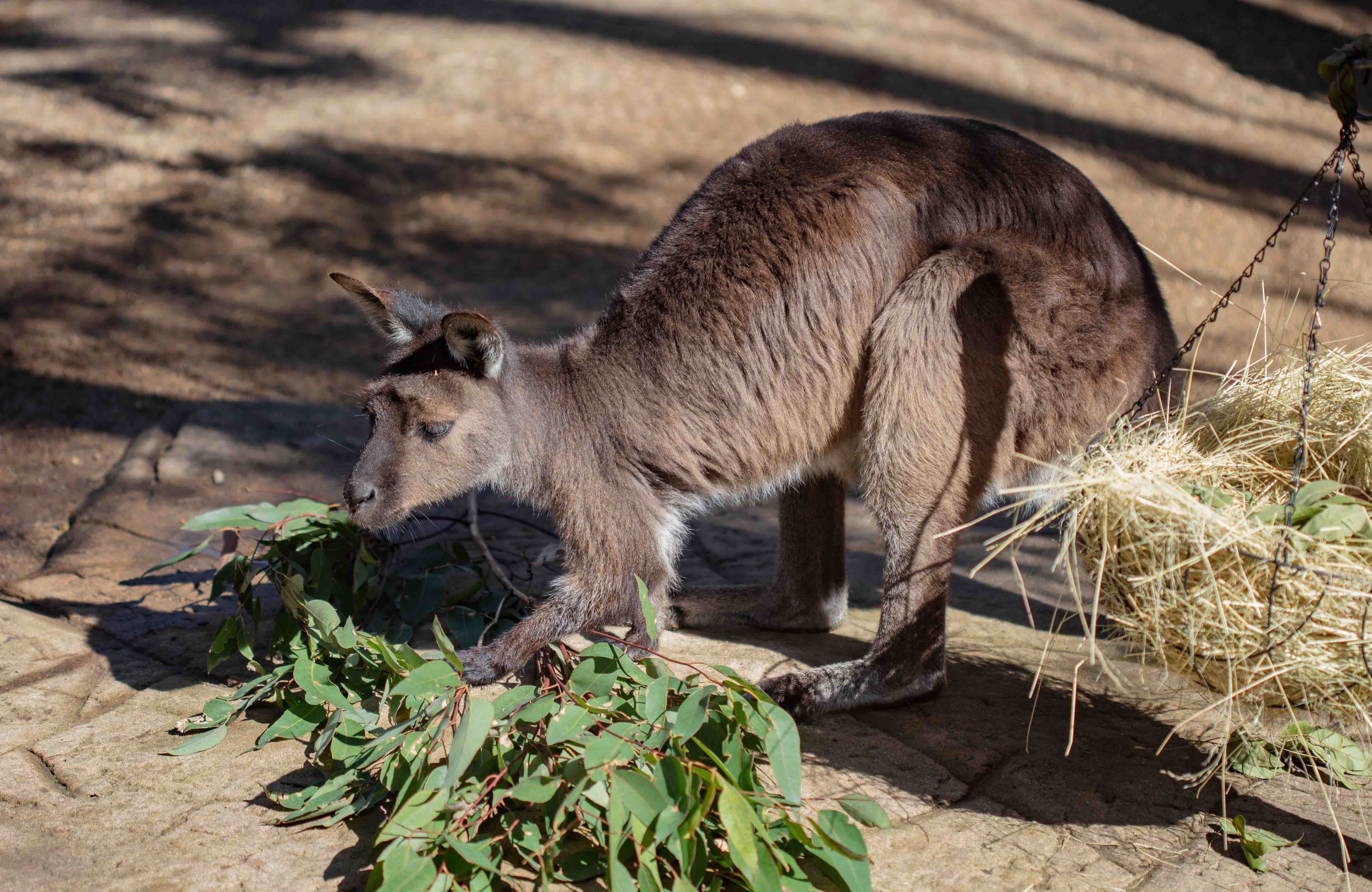 Kangaroo Island Kangaroo