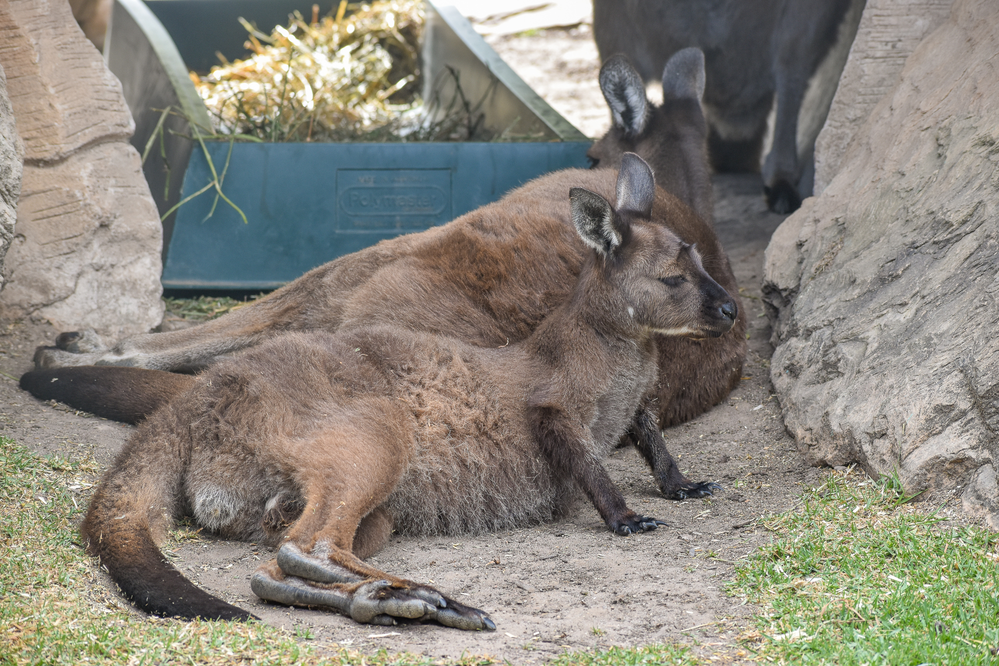 Kangaroo Island Kangaroo