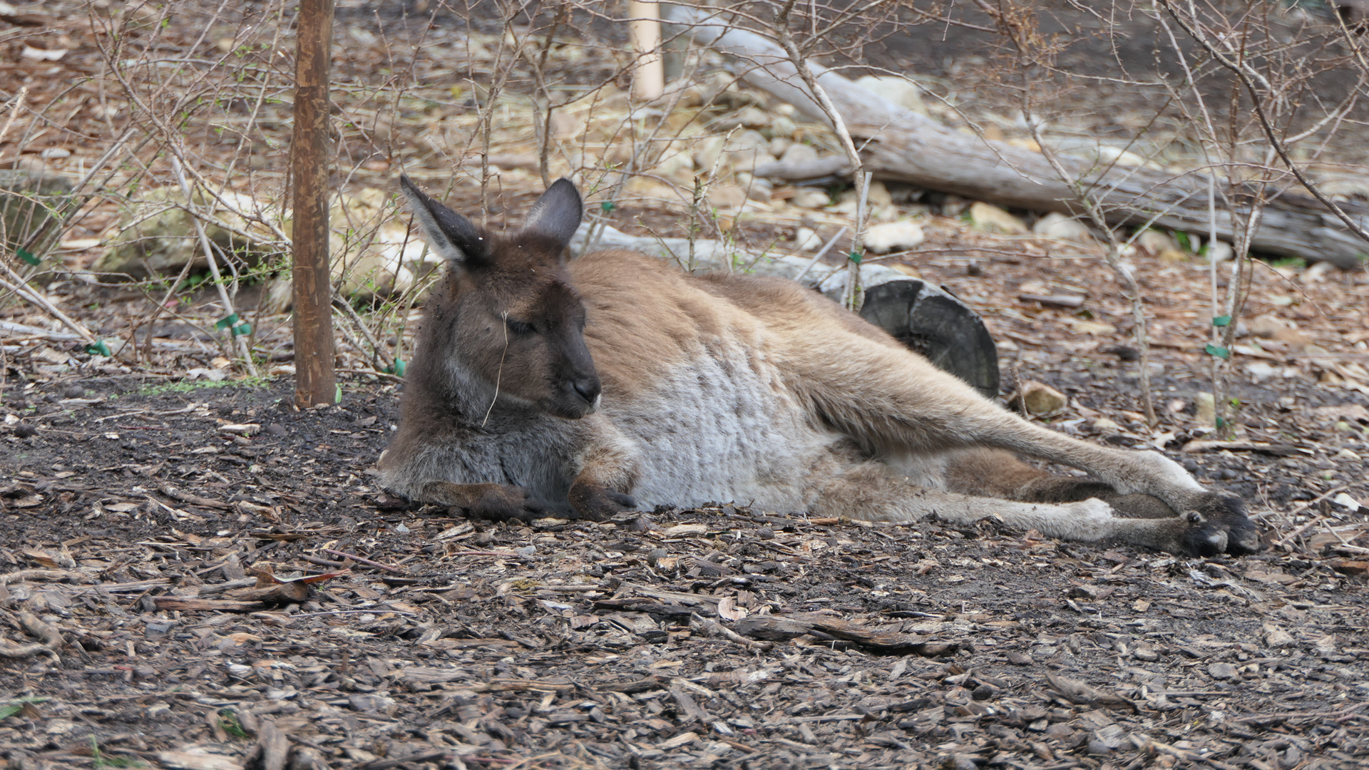 Kangaroo Island Kangaroo