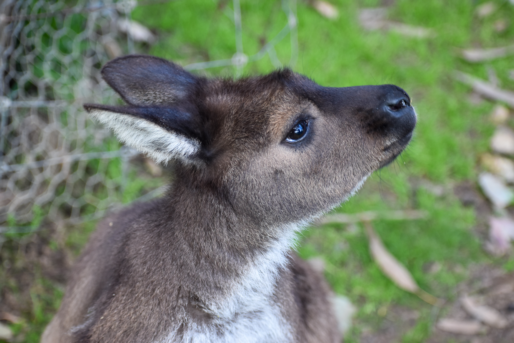 Kangaroo Island Kangaroo