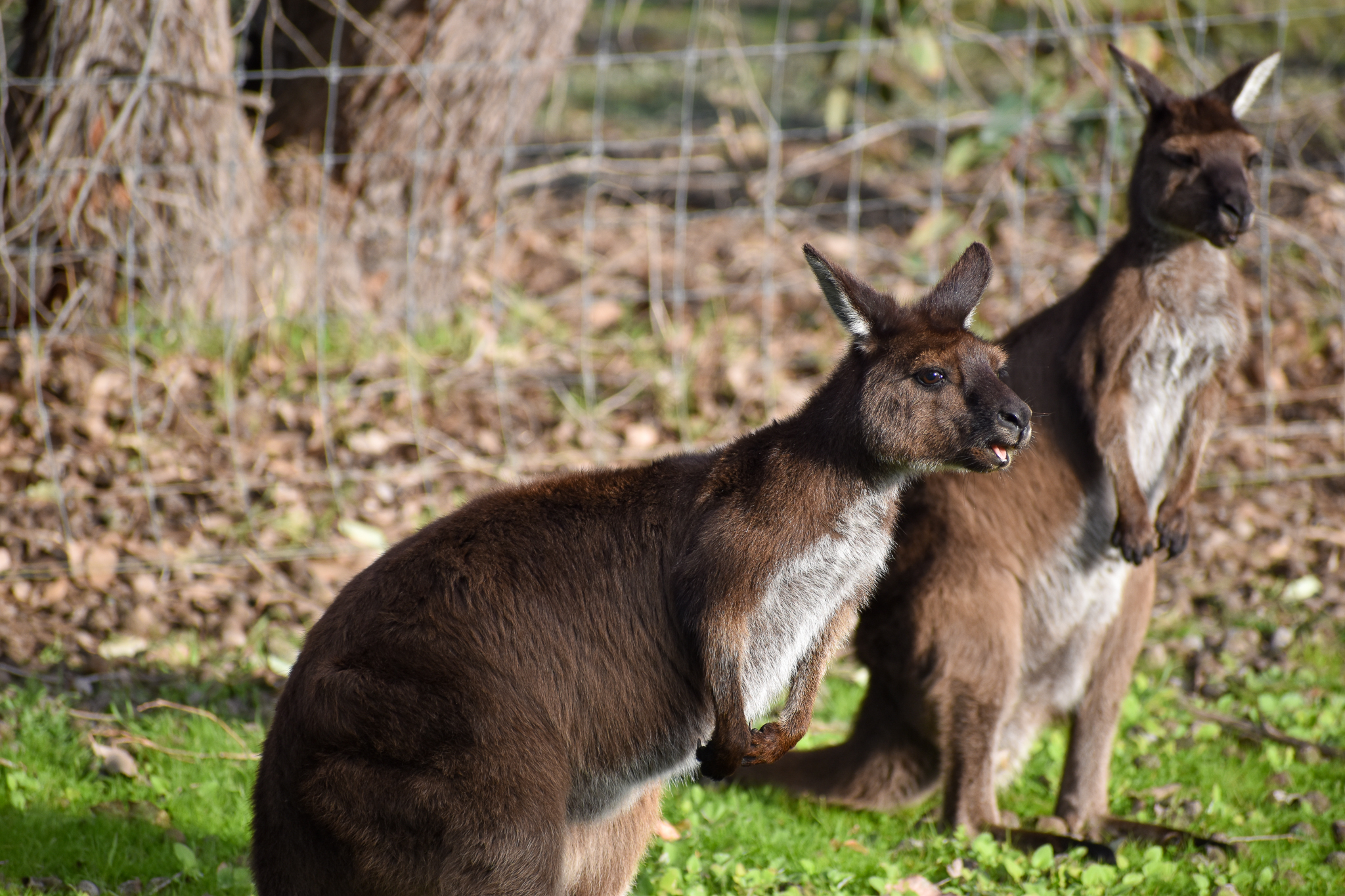 Kangaroo Island Kangaroo