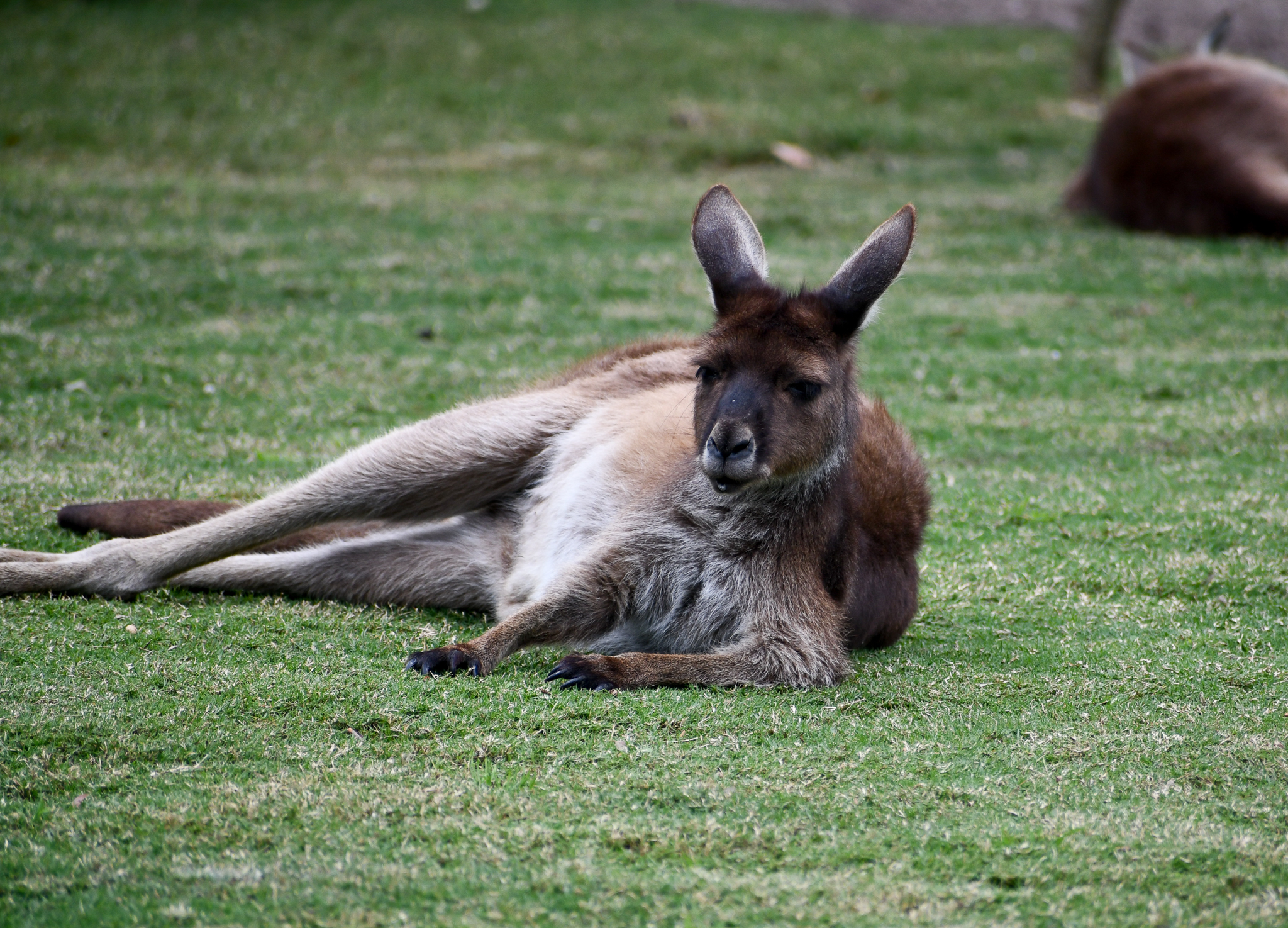 Kangaroo Island Kangaroo