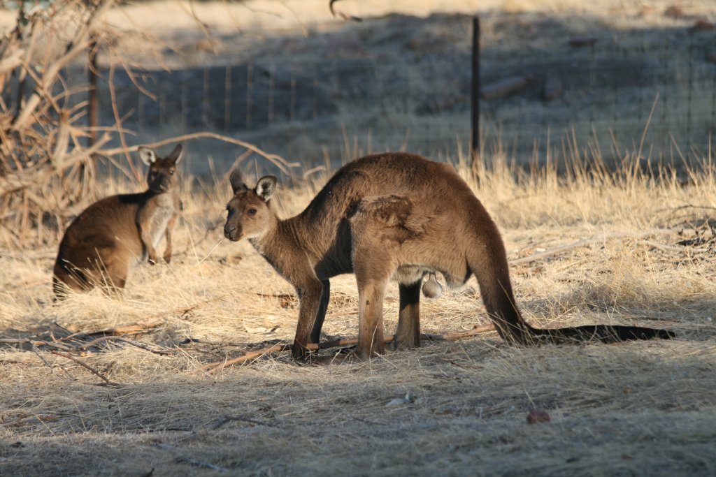 Kangaroo Island Kangaroo