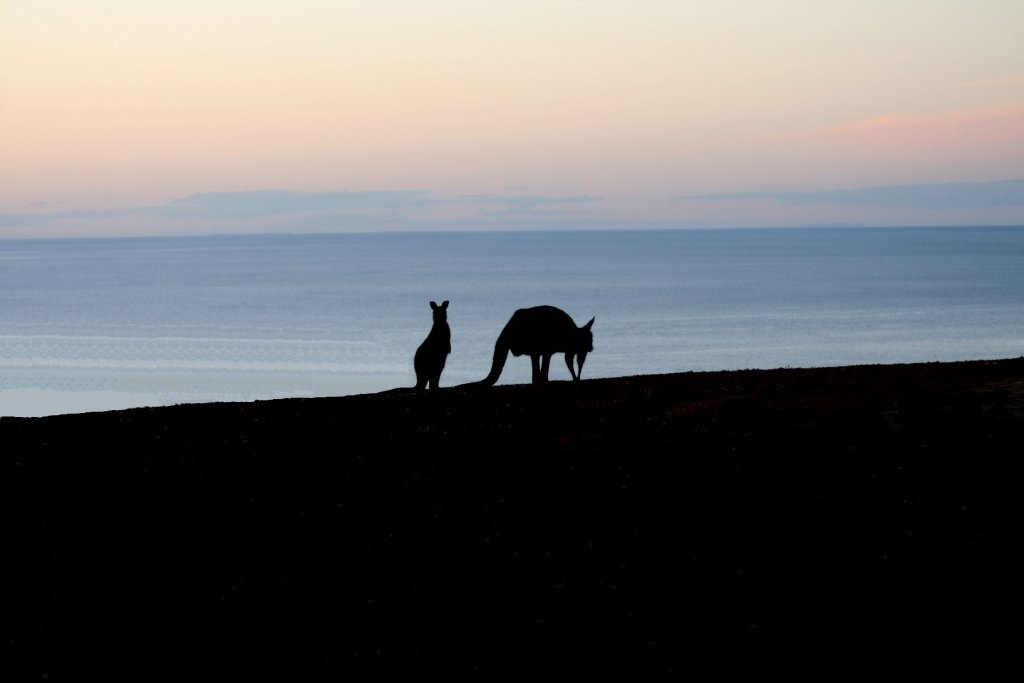 Kangaroo Island Kangaroos at sunset
